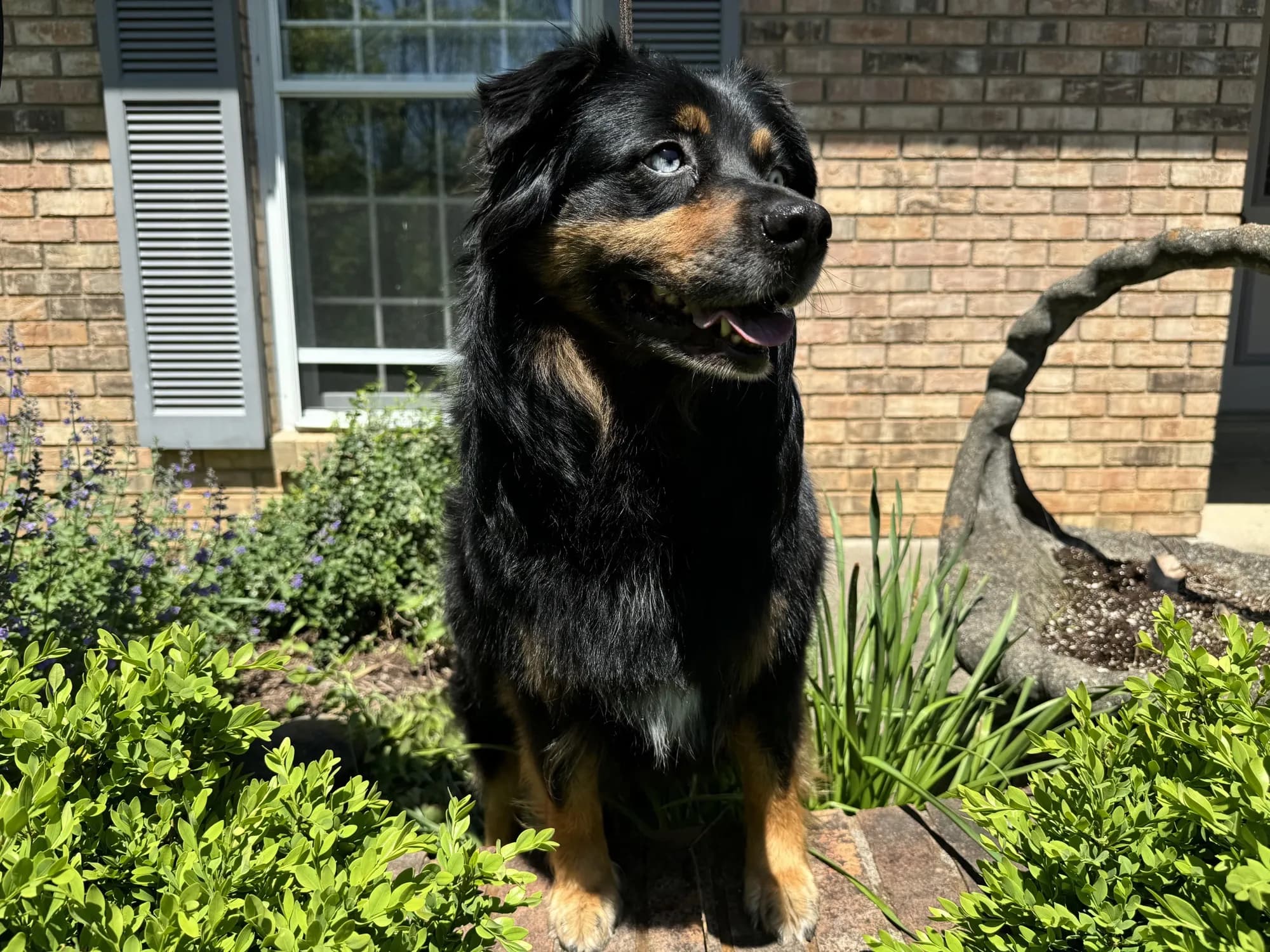 Should I Breed My Dog? The Honest Questions to Ask Yourself First