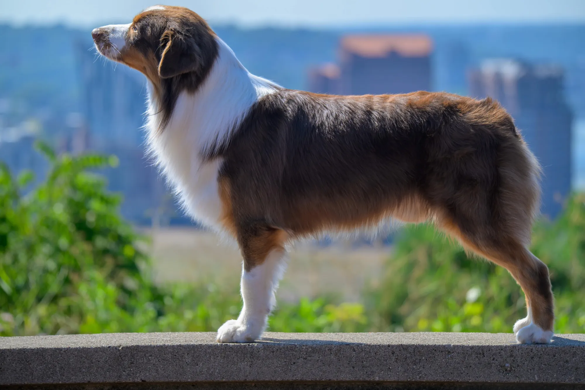 Aubrey, our proven Australian Shepherd stud, in a professional portrait
