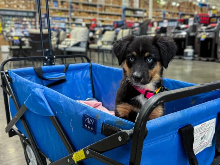 Stella out on an adventure, representing the kind of well-socialized, confident dogs our program produces