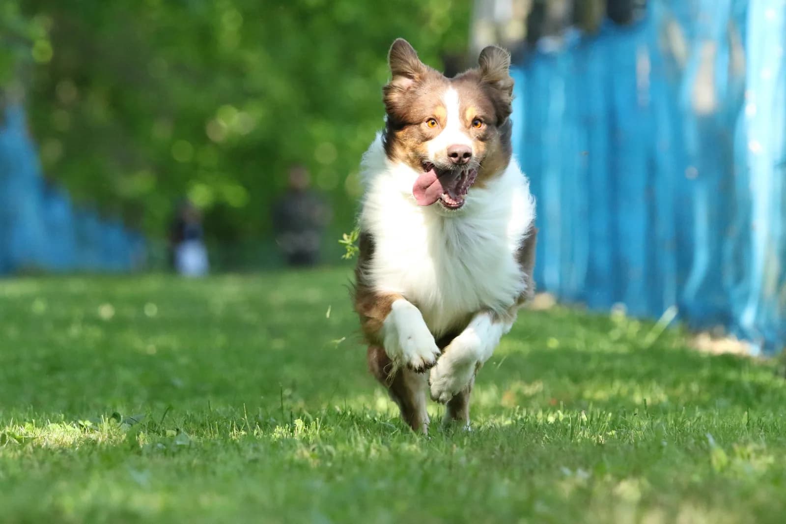 What Were Australian Shepherds Bred For?