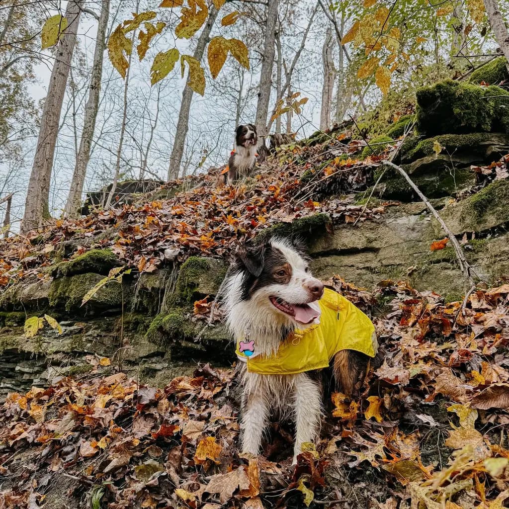 Marshal and Aubrey out exploring on a fall hike — generations later, the breed still wants a job and a place to use its body