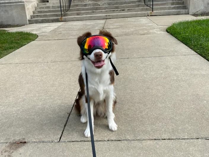 Marshal hamming it up in a pair of goggles — the same flair that made Aussies rodeo and trick-dog favorites is alive and well