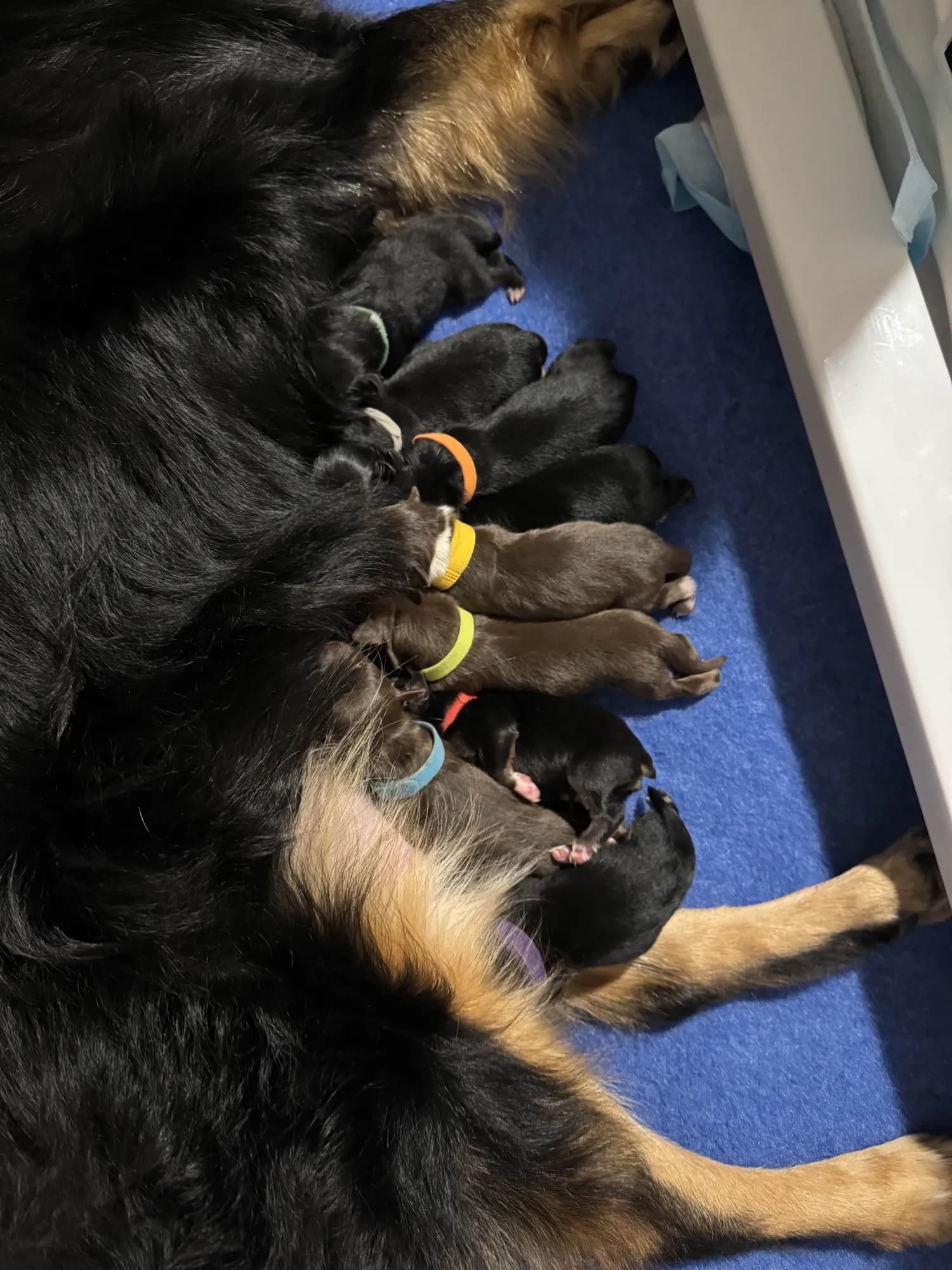 Ali with her litter, demonstrating the calm, nurturing temperament that responsible breeders select for