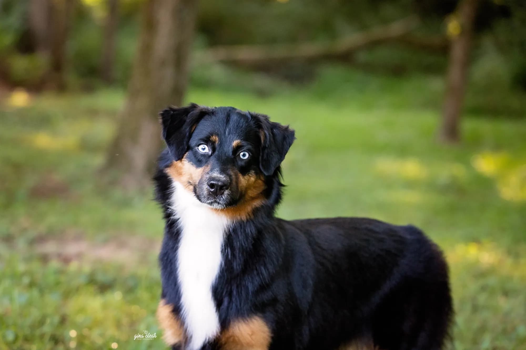 A newborn litter of Australian Shepherd puppies, the result of carefully planned health-tested parents