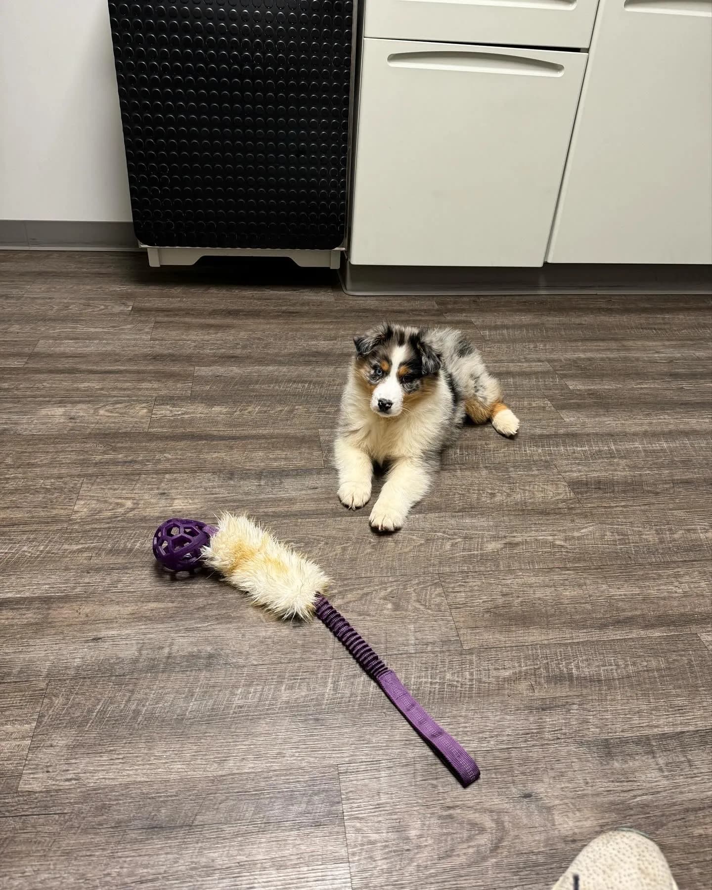 Lyra at a veterinary check-up, showing the calm confidence that begins with proper early socialization