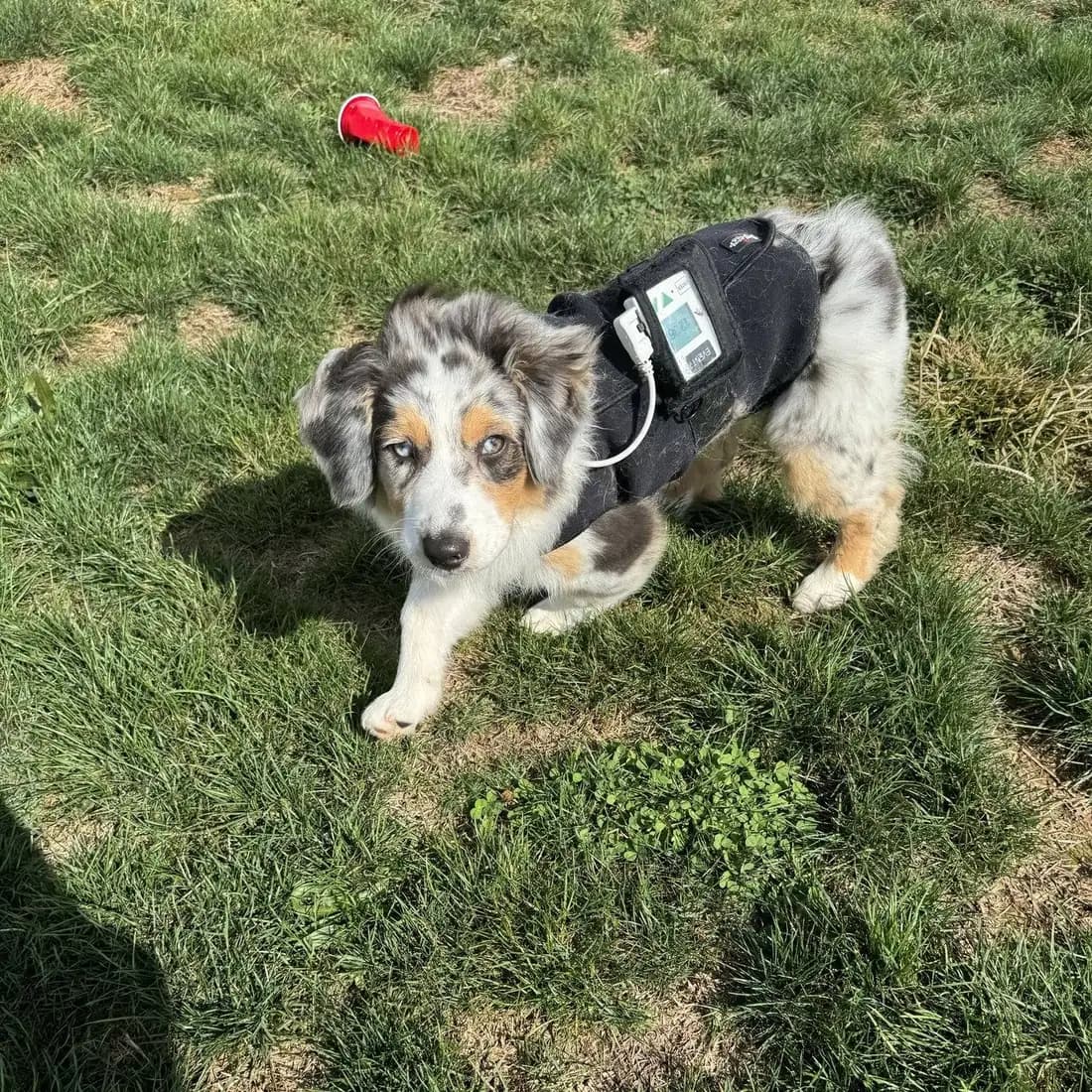 A young Aussie outfitted in a Holter cardiac monitoring vest for a 24-hour cardiac workup — the kind of advanced screening that happens when something needs a closer look, rather than as routine testing on every breeding dog.