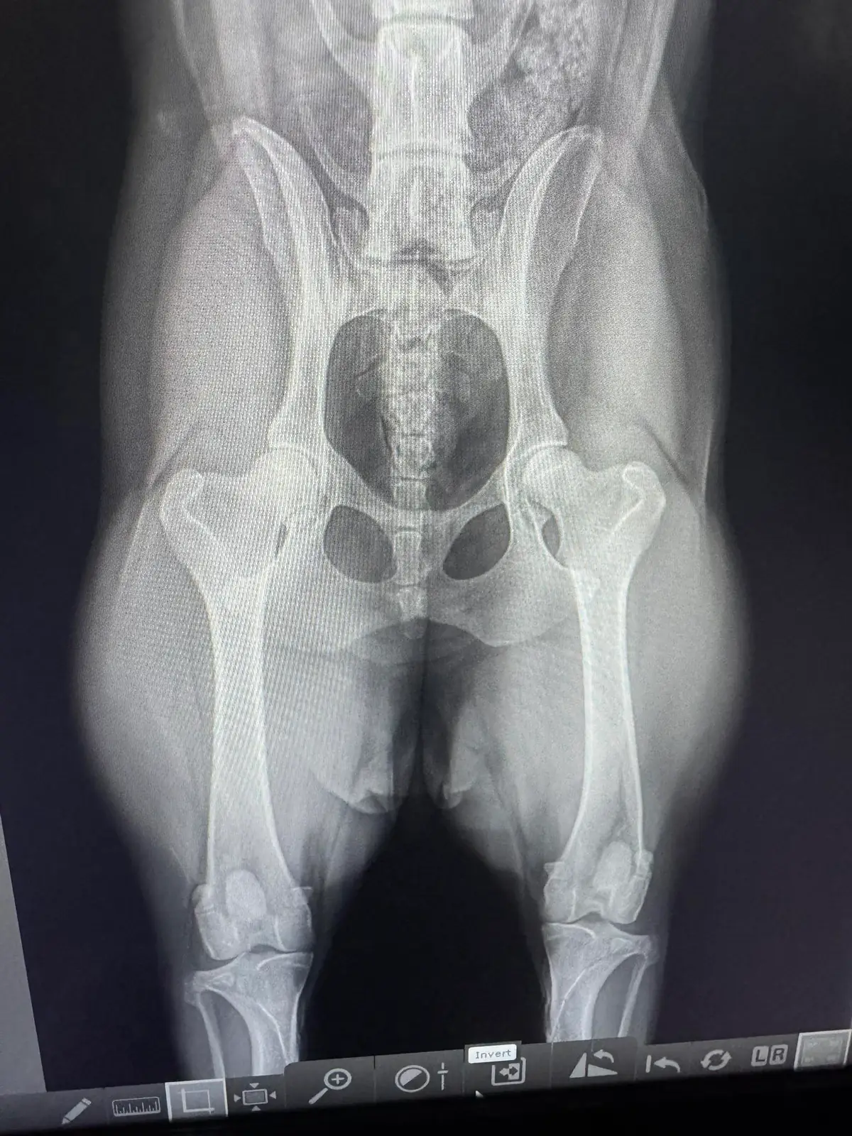 Lyra's OFA hip radiograph — the kind of imaging that requires sedation, specific positioning, and submission to a panel of three board-certified veterinary radiologists for evaluation. There is no shortcut version of this process.
