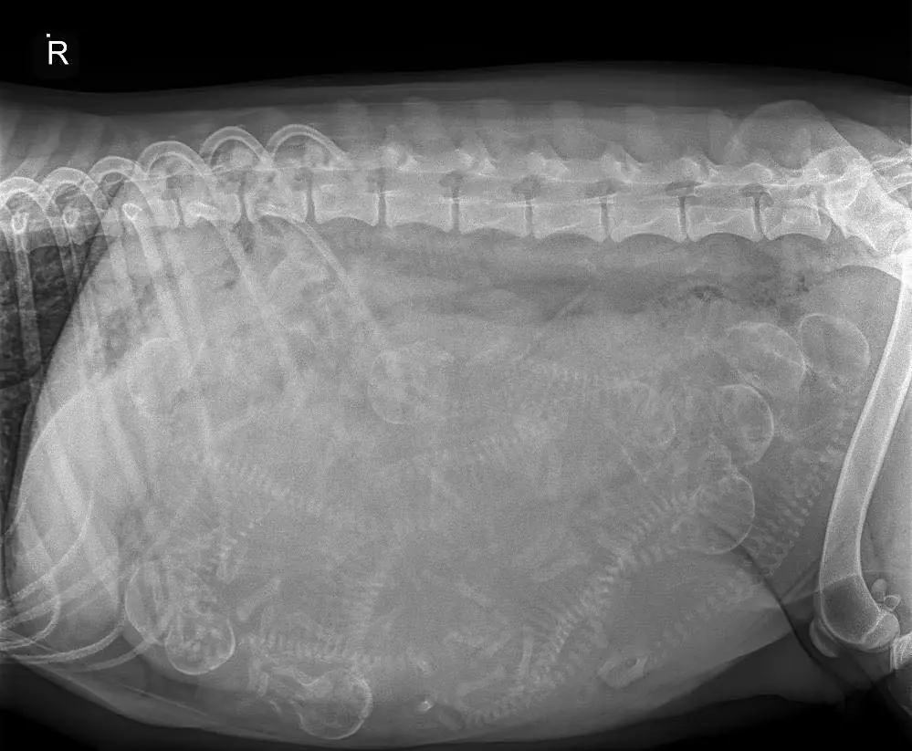 A late-pregnancy radiograph showing the fully developed puppy skeletons inside the female — taken to get an accurate head count before whelping, and a reminder of how physically demanding canine pregnancy and delivery actually are.