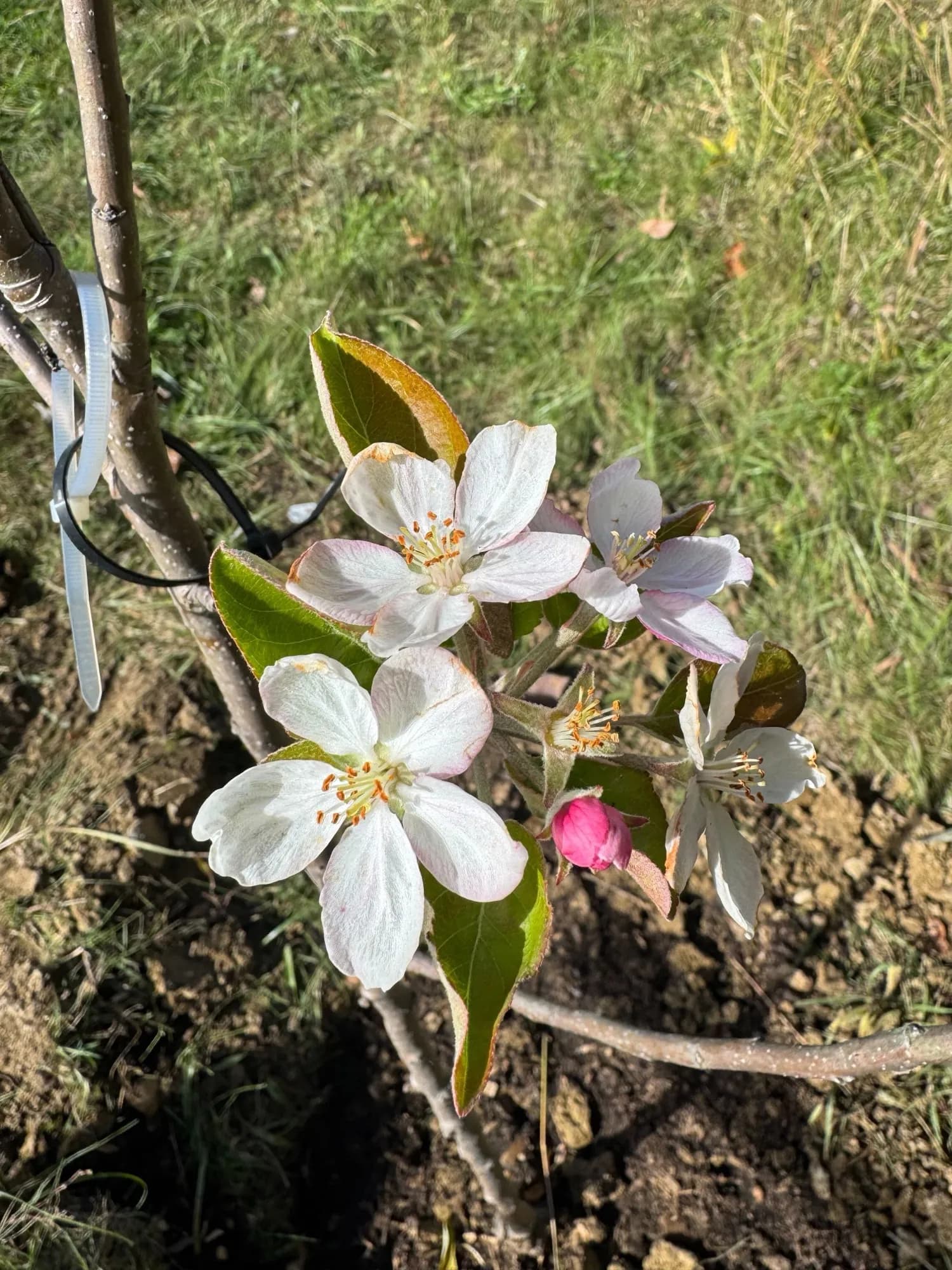 Cherry blossom trees on the Queen City Farm property during the fall season