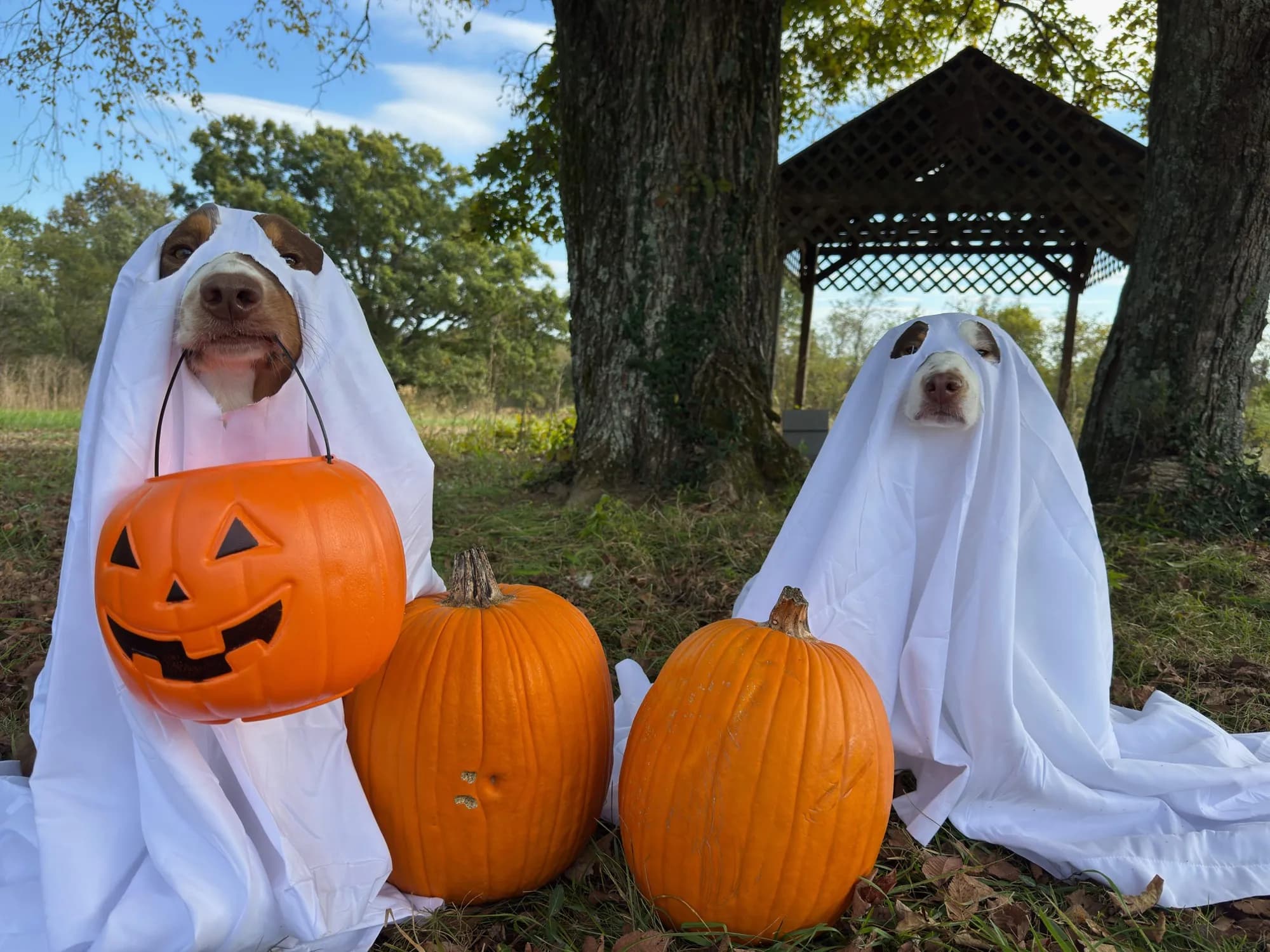 Fall on the Farm: A Season of Gratitude & Growth