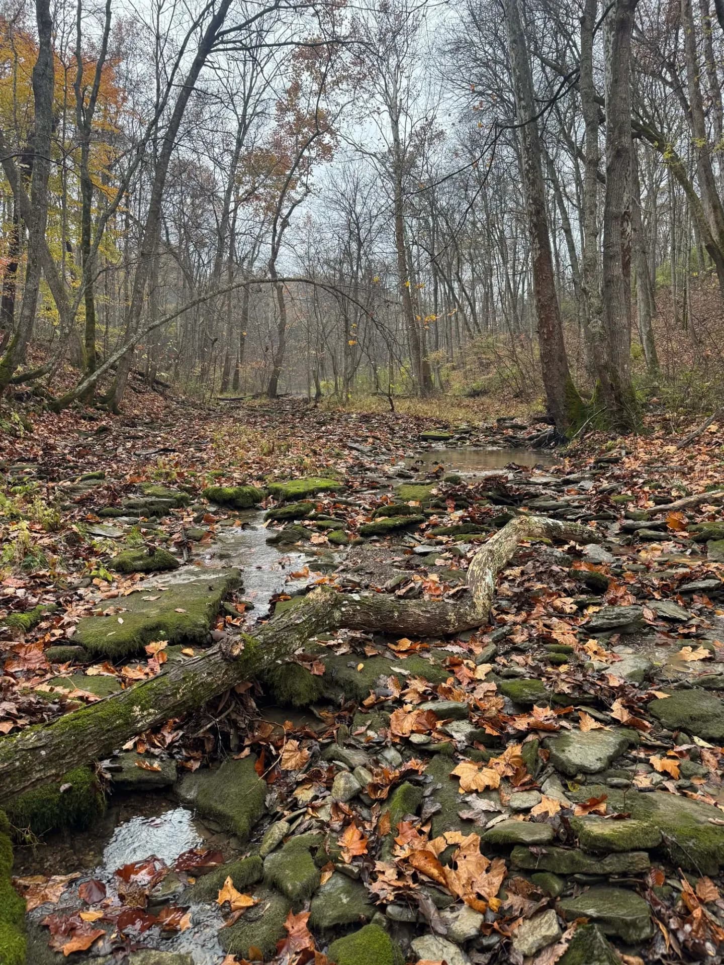 The creek running through Queen City Farm surrounded by fall foliage