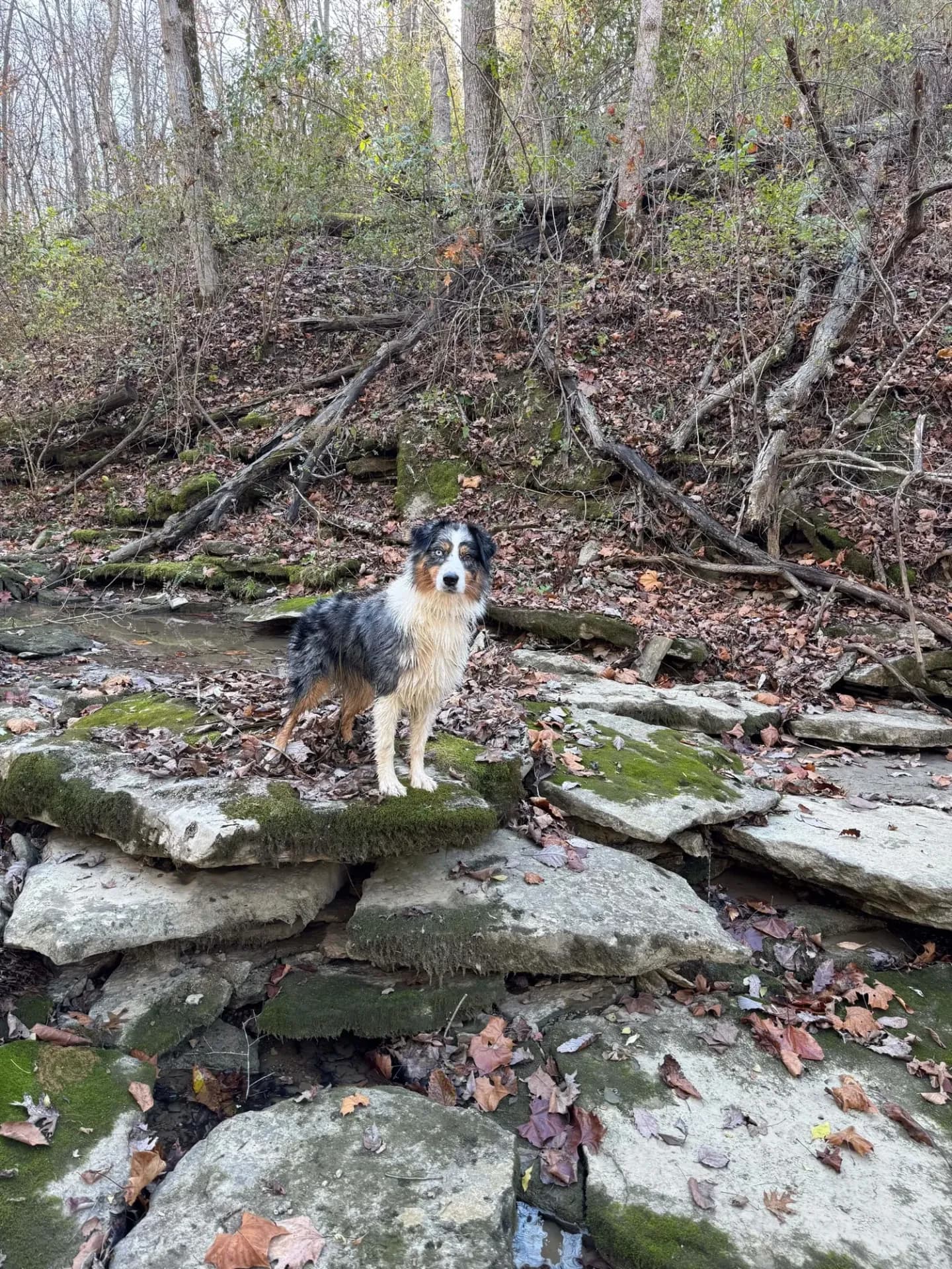 Lyra wading through the creek that runs through the Queen City Farm property