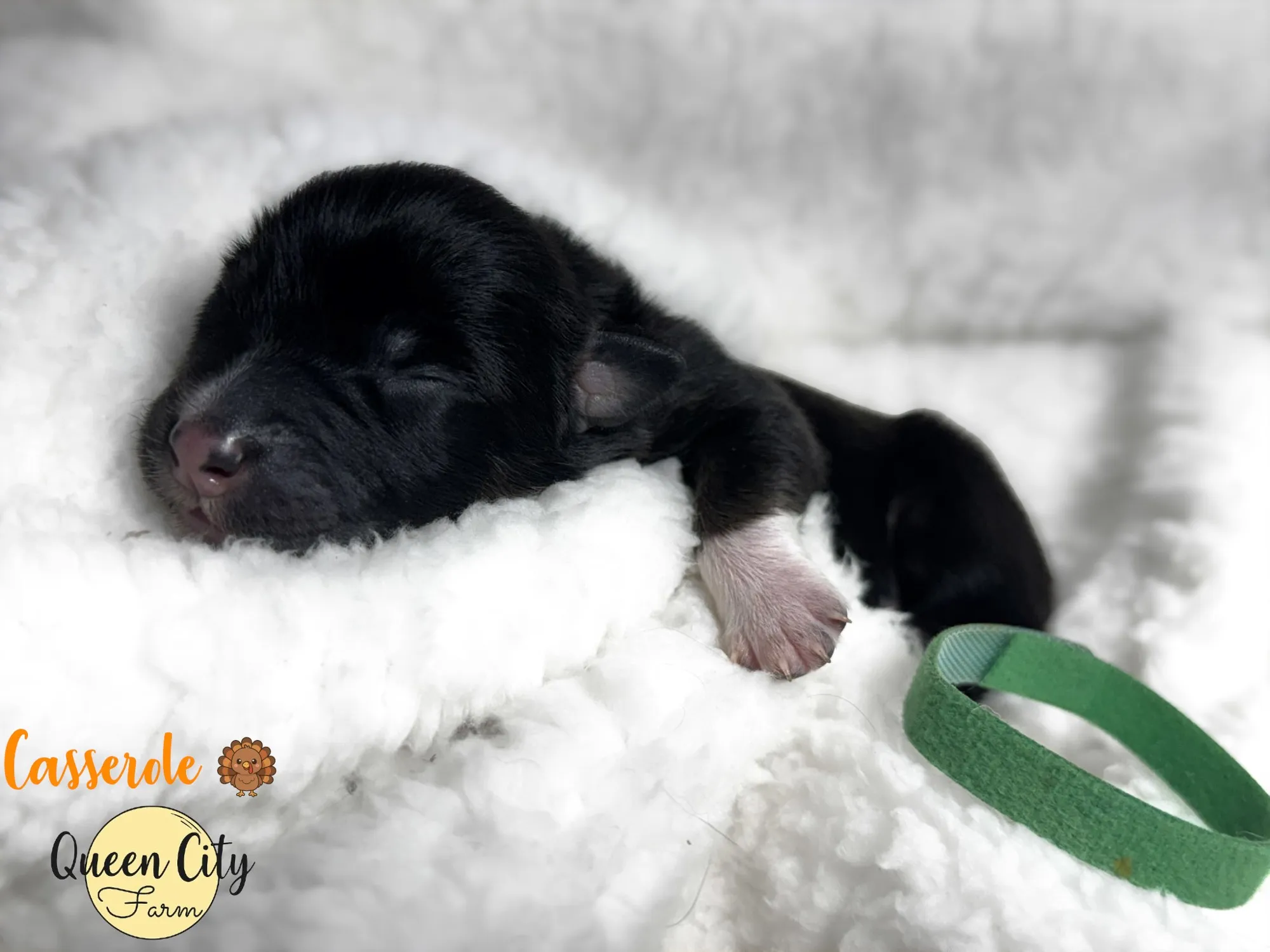 Casserole, one of nine puppies in the first Queen City Farm litter, just hours after birth