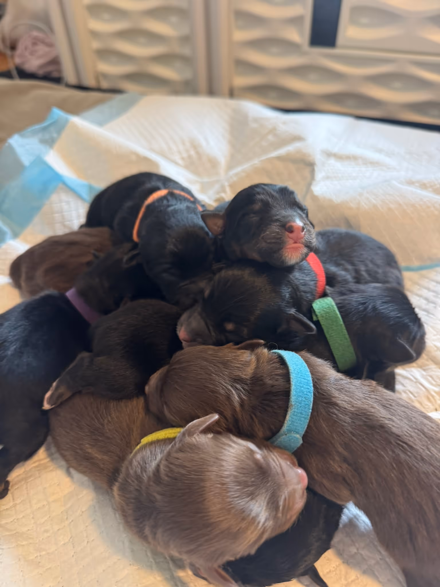 The litter napping together in a pile during their first days of life