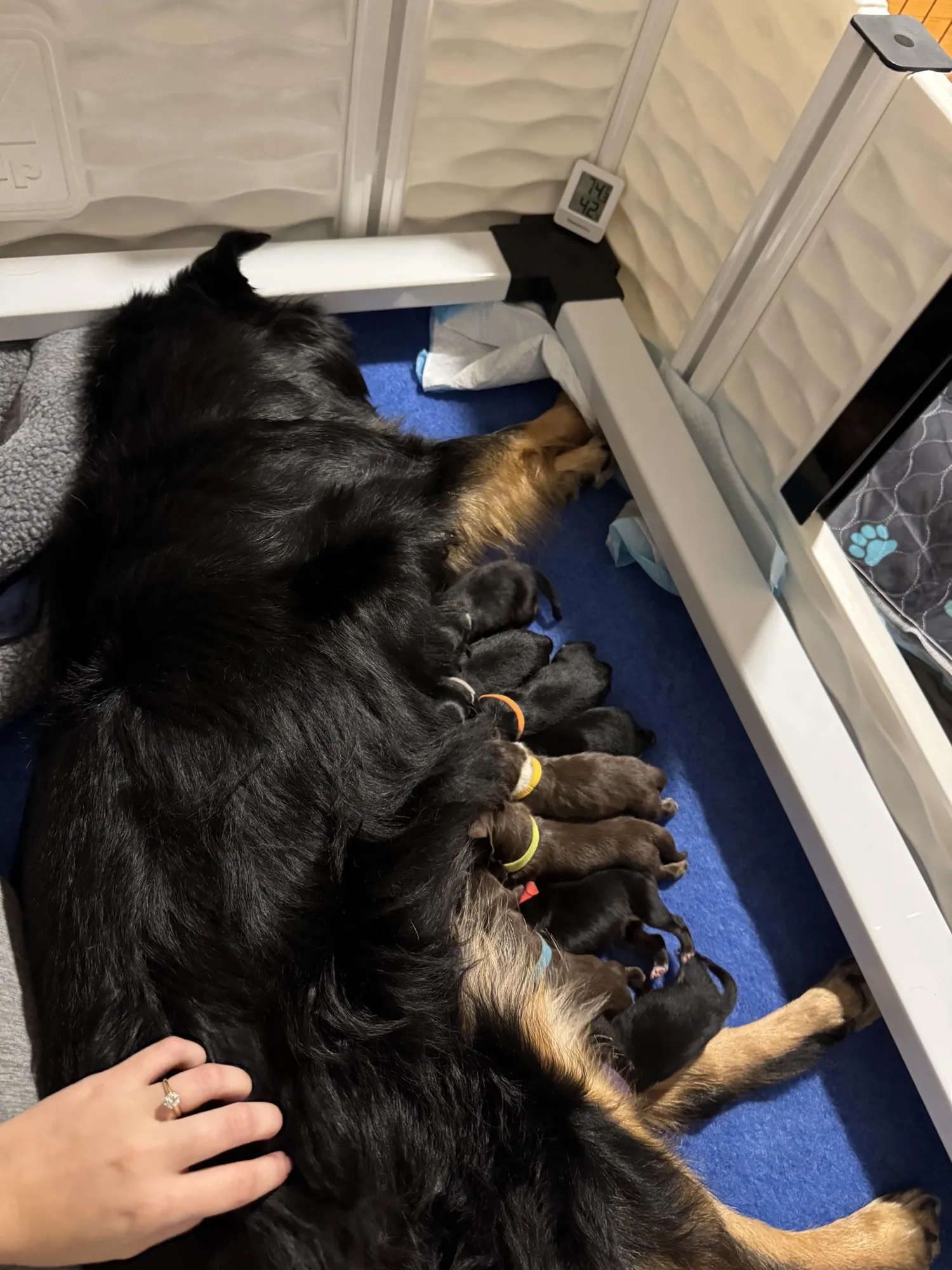 Ali resting with her newborn litter in the whelping box at Queen City Farm