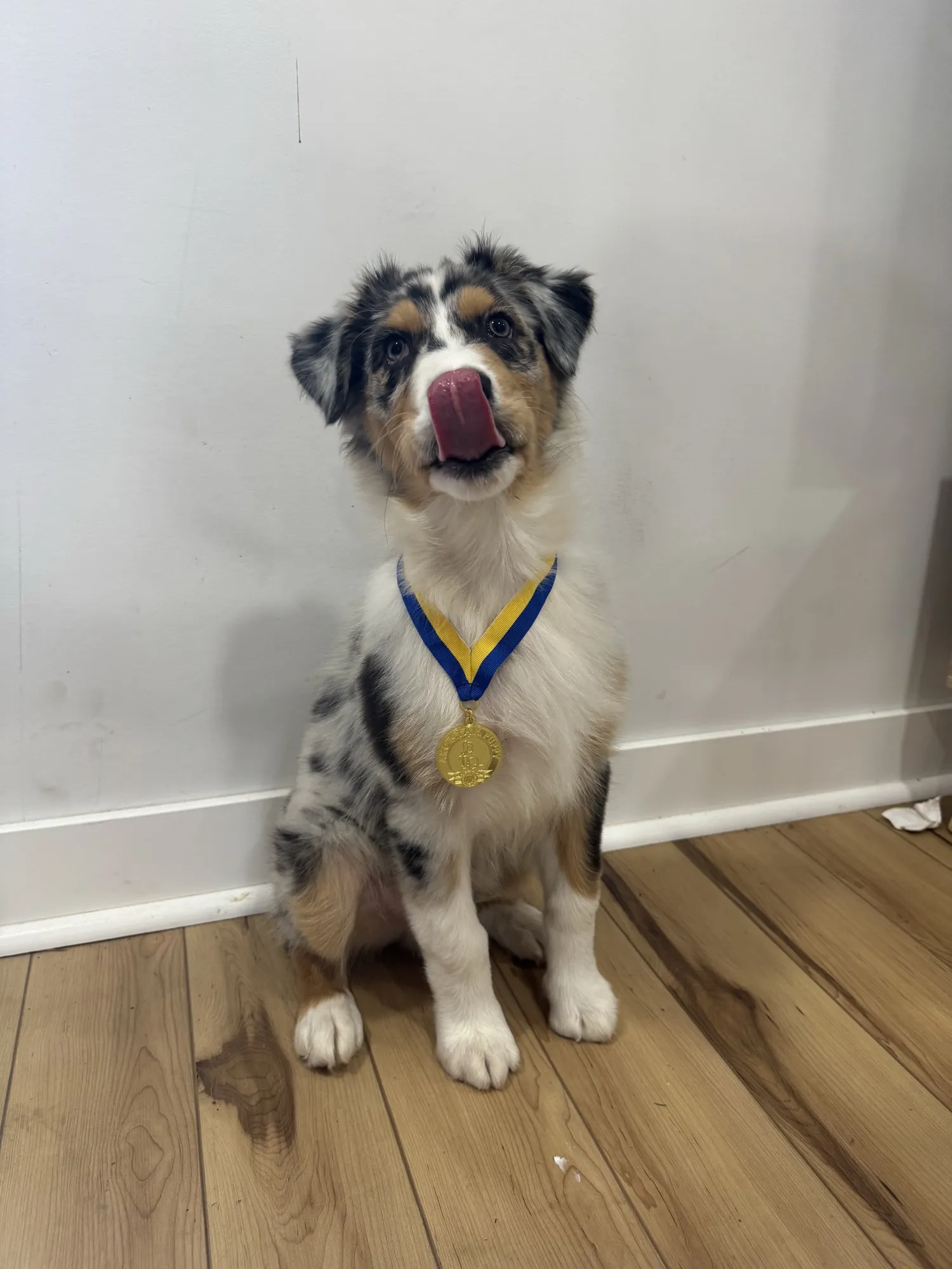 Banjo Star as a puppy, learning early engagement and focus skills