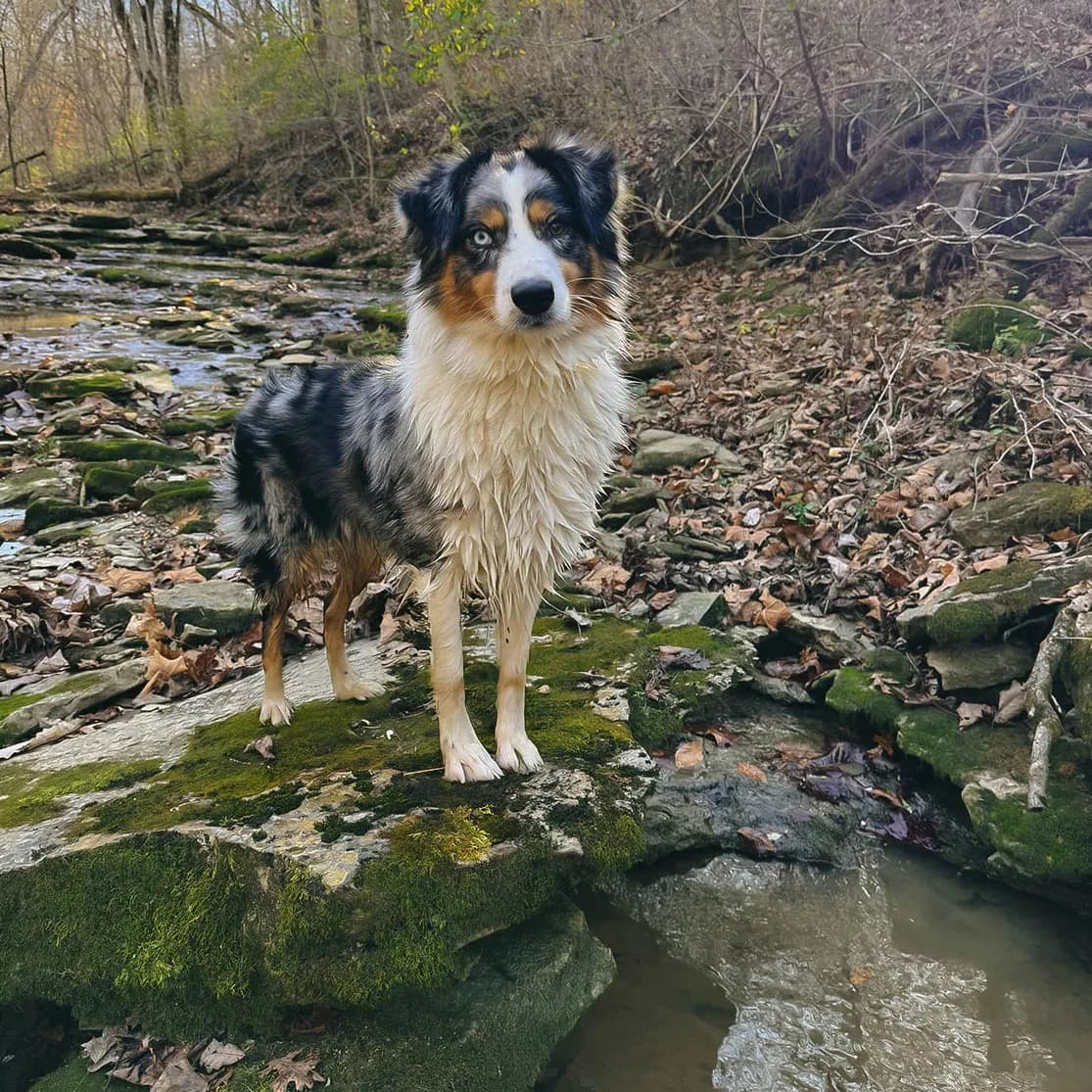 Lyra wading through the creek on the farm property