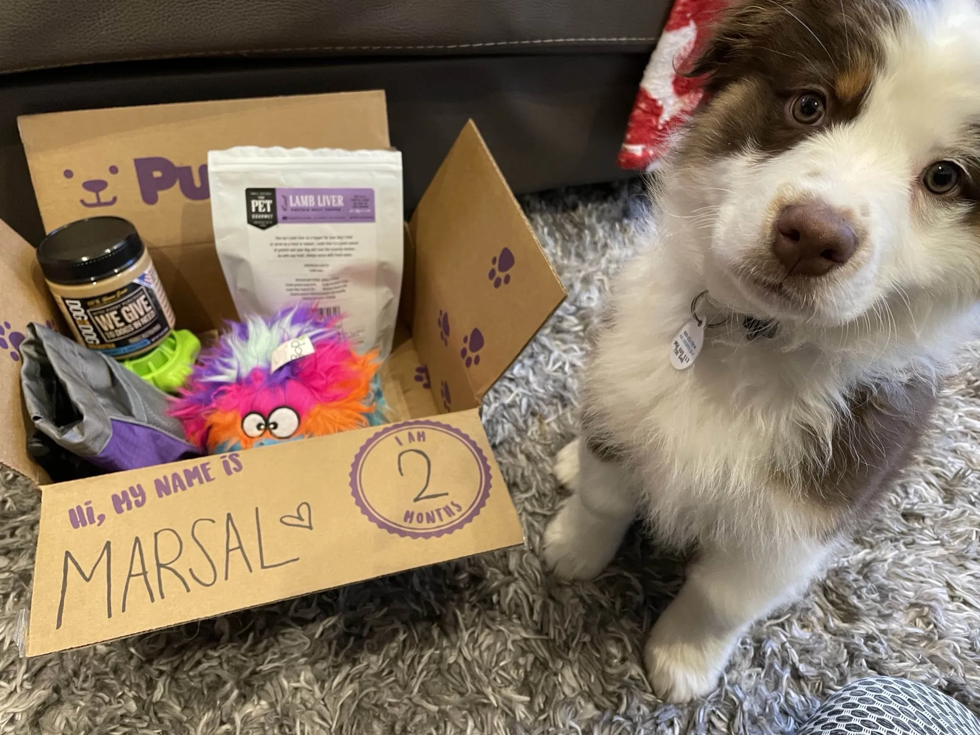 Marshal exploring a puppy enrichment box filled with new textures and objects
