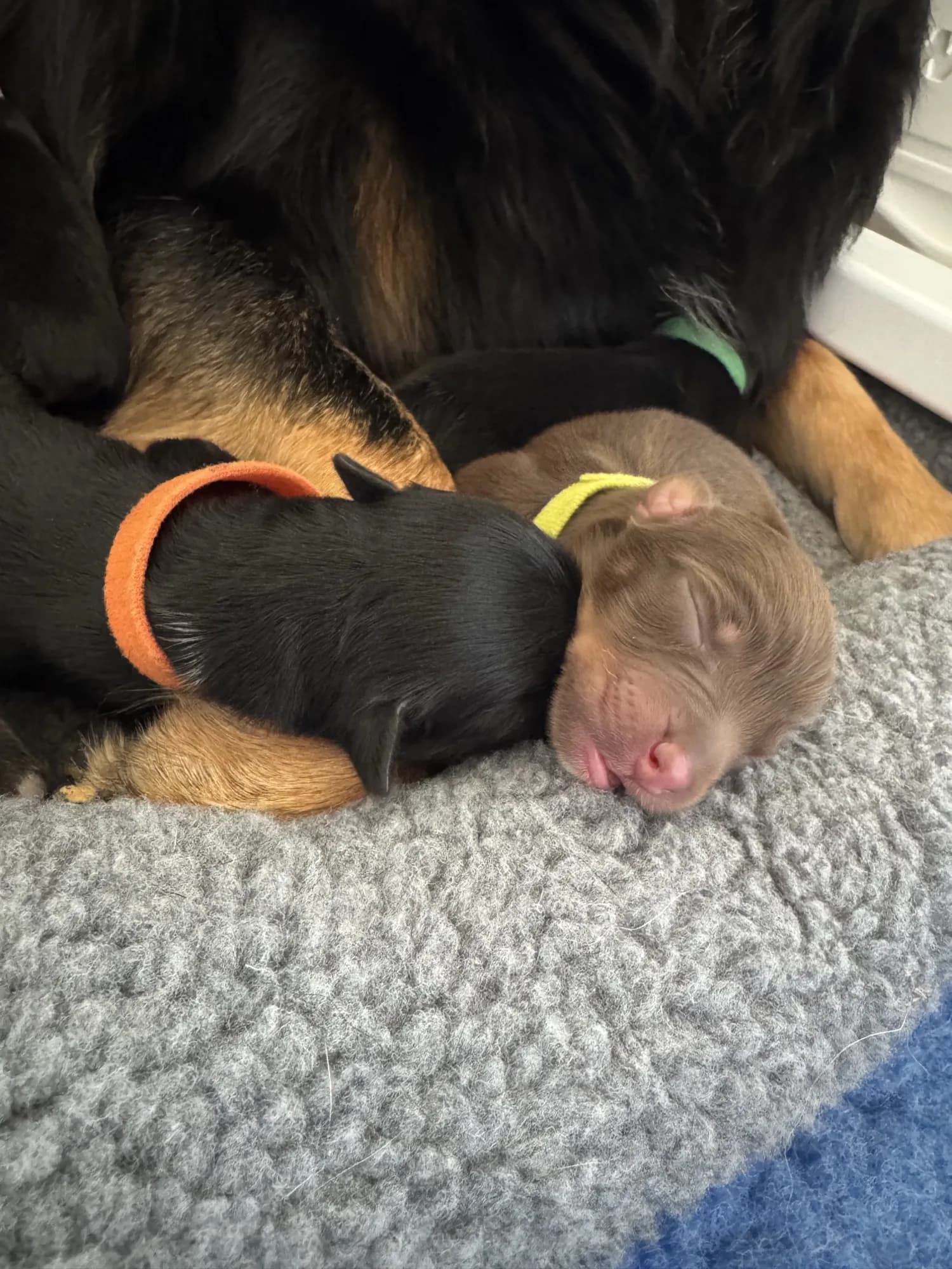 Puppies resting together after early handling protocols