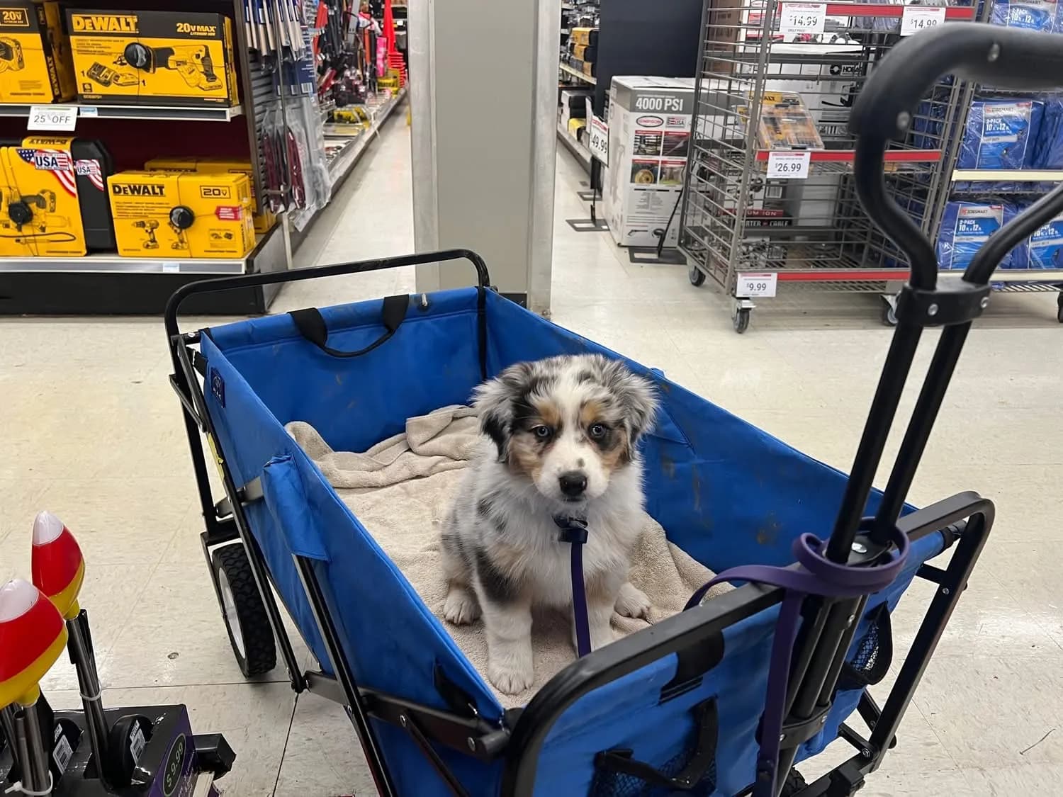 Astra confidently exploring a hardware store outing, a result of thorough early socialization