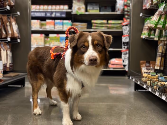 Aubrey working on service dog training tasks, demonstrating the versatility of a well-bred Aussie