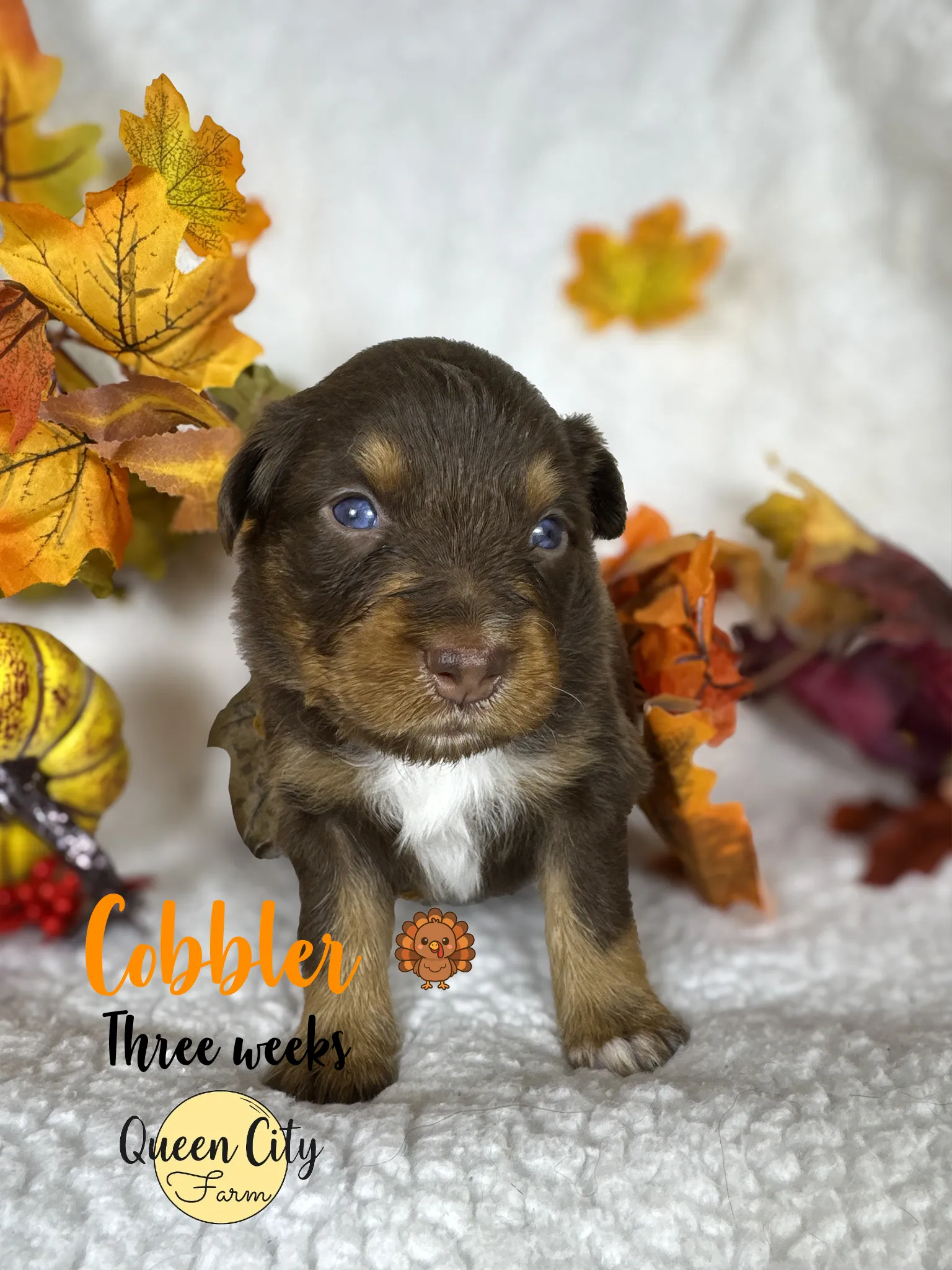 Cobbler at three weeks old, already beginning early handling and socialization protocols