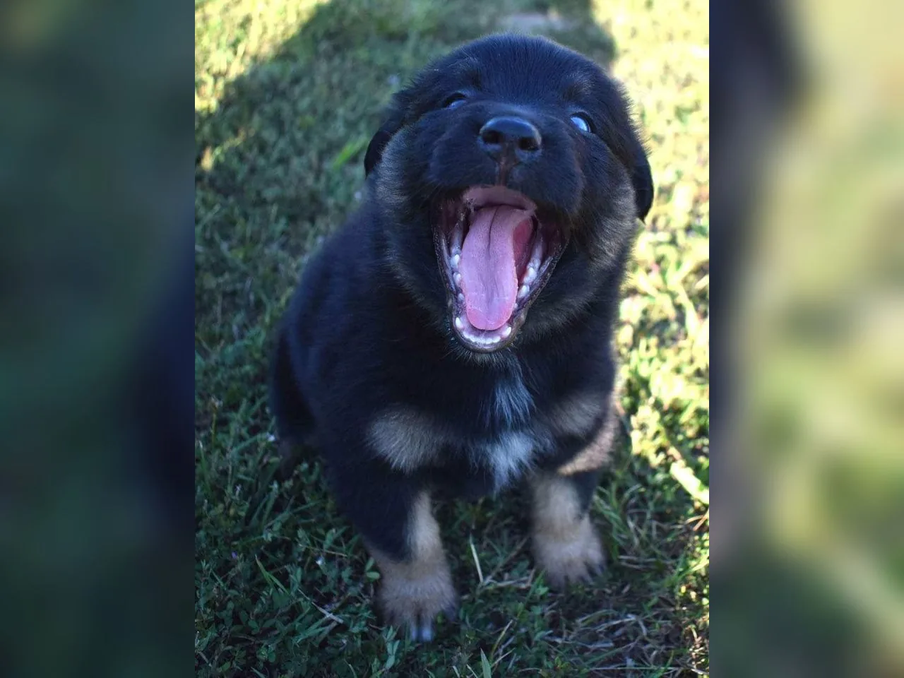 Ali as a puppy. Responsible breeding plays the long game — every decision, from how often she's bred to when she's retired, is made with her whole life in mind.