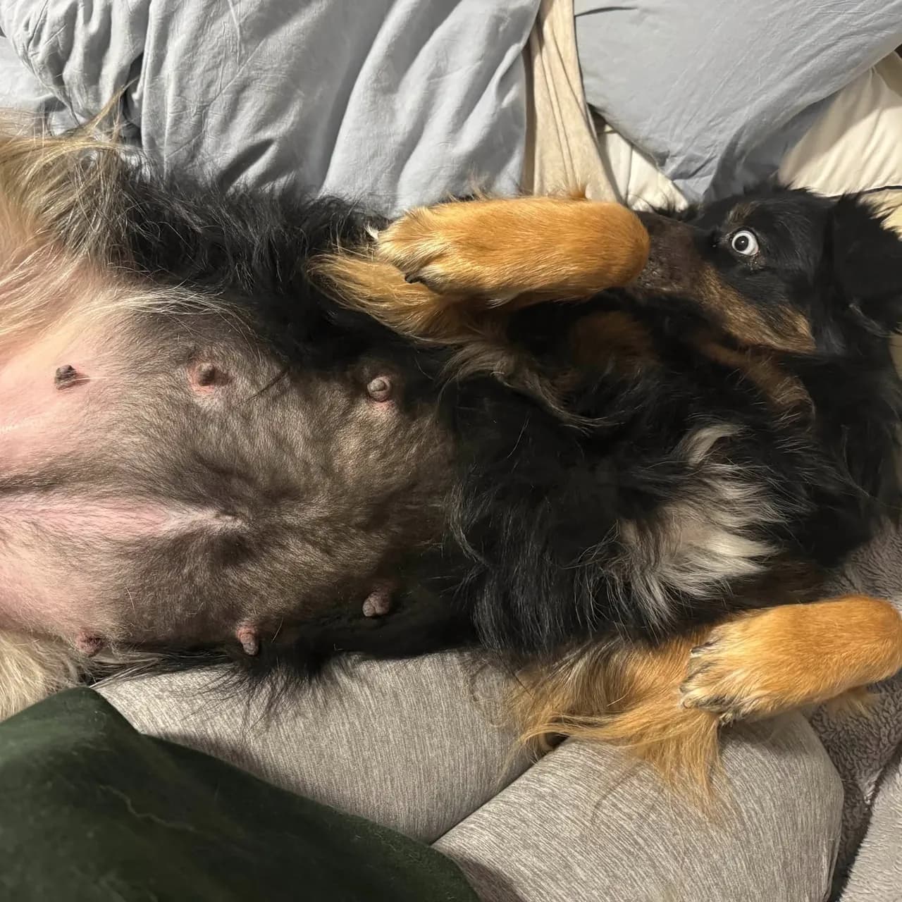 Ali relaxing at home. She is healthy, fully health-tested, and a wonderful mother — yet we still let her most recent heat cycle pass without breeding, because the timing wasn't right for her or for a litter.