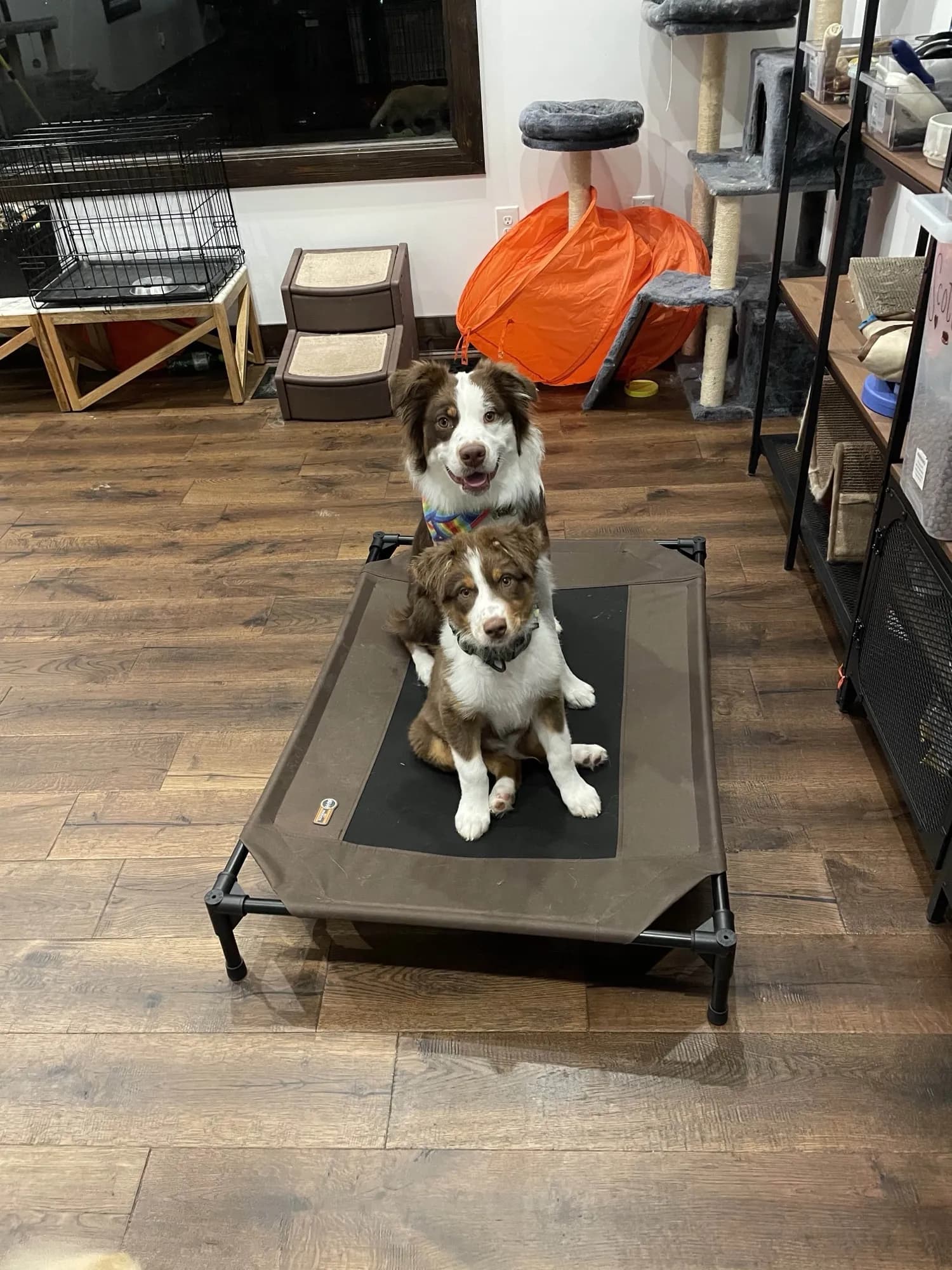 Aubrey and Marshal together, showing the balanced relationship that develops when dogs are added to the family at different stages