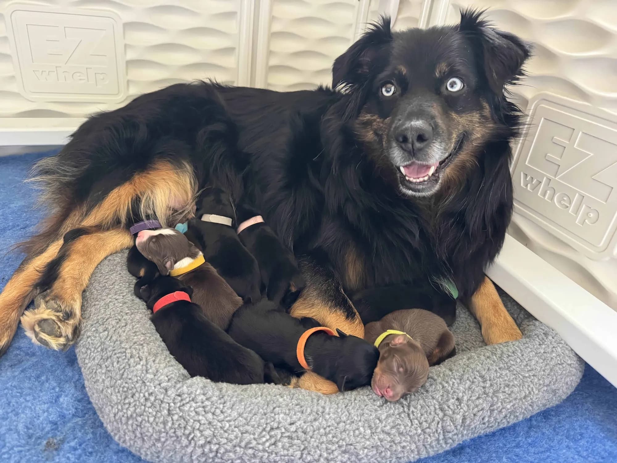 Should You Get Two Australian Shepherd Puppies From the Same Litter?