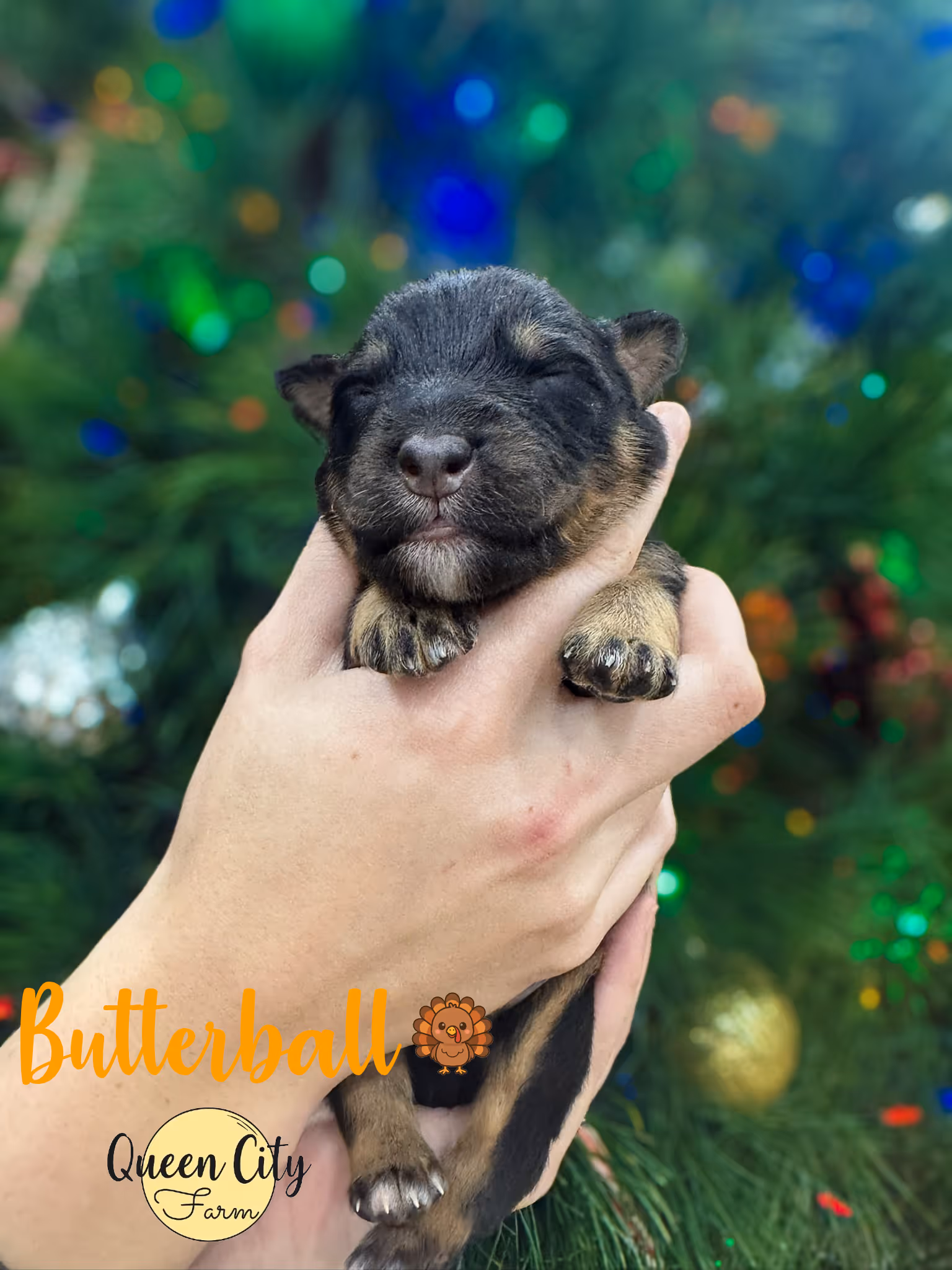 Butterball at one week old