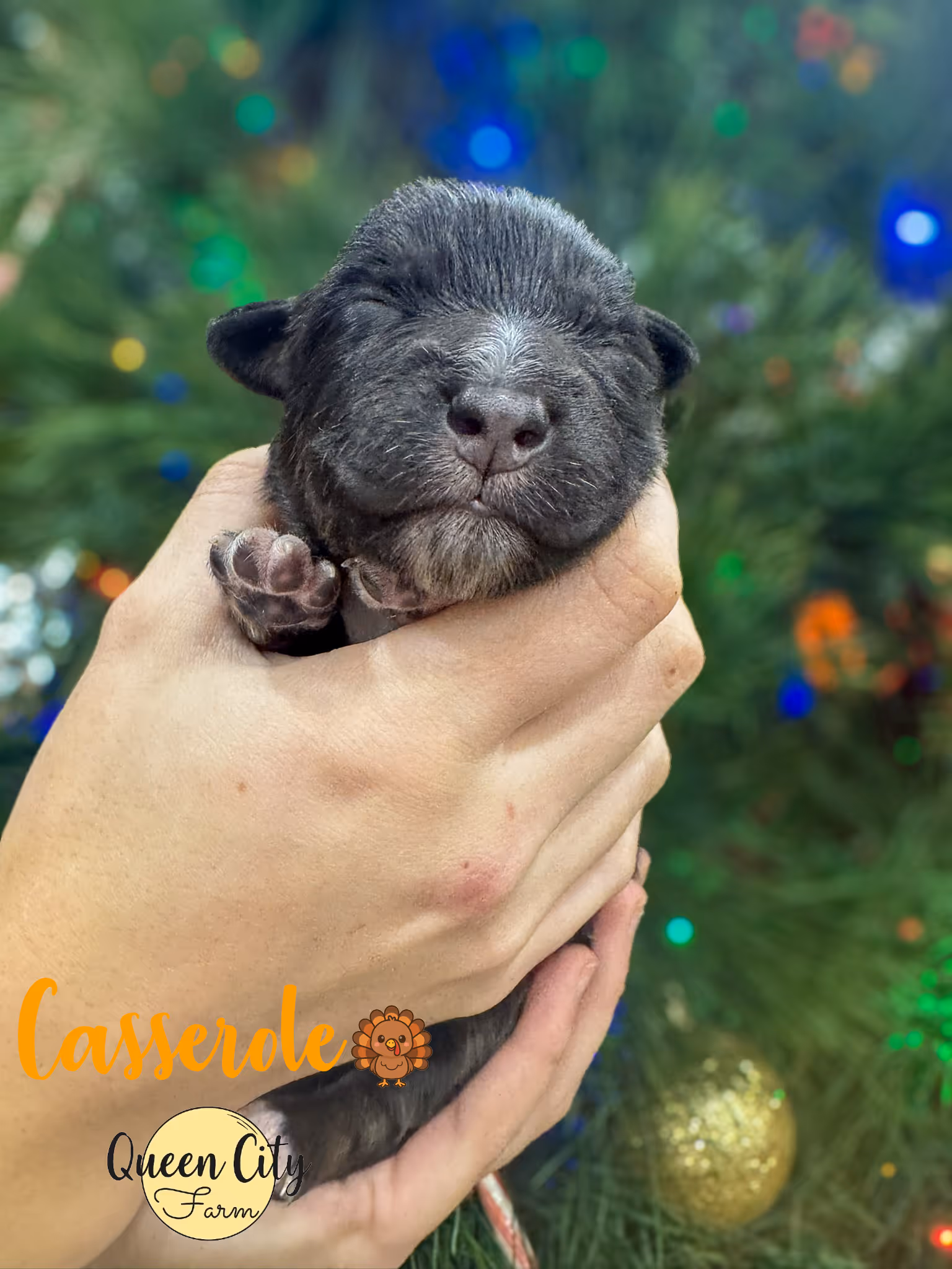 Casserole at one week old