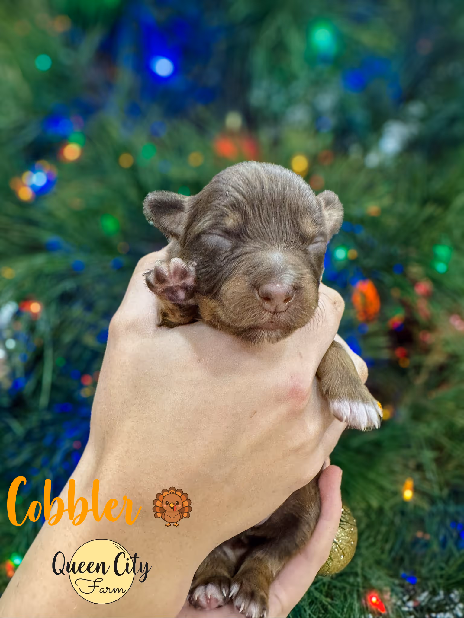 Cobbler at one week old