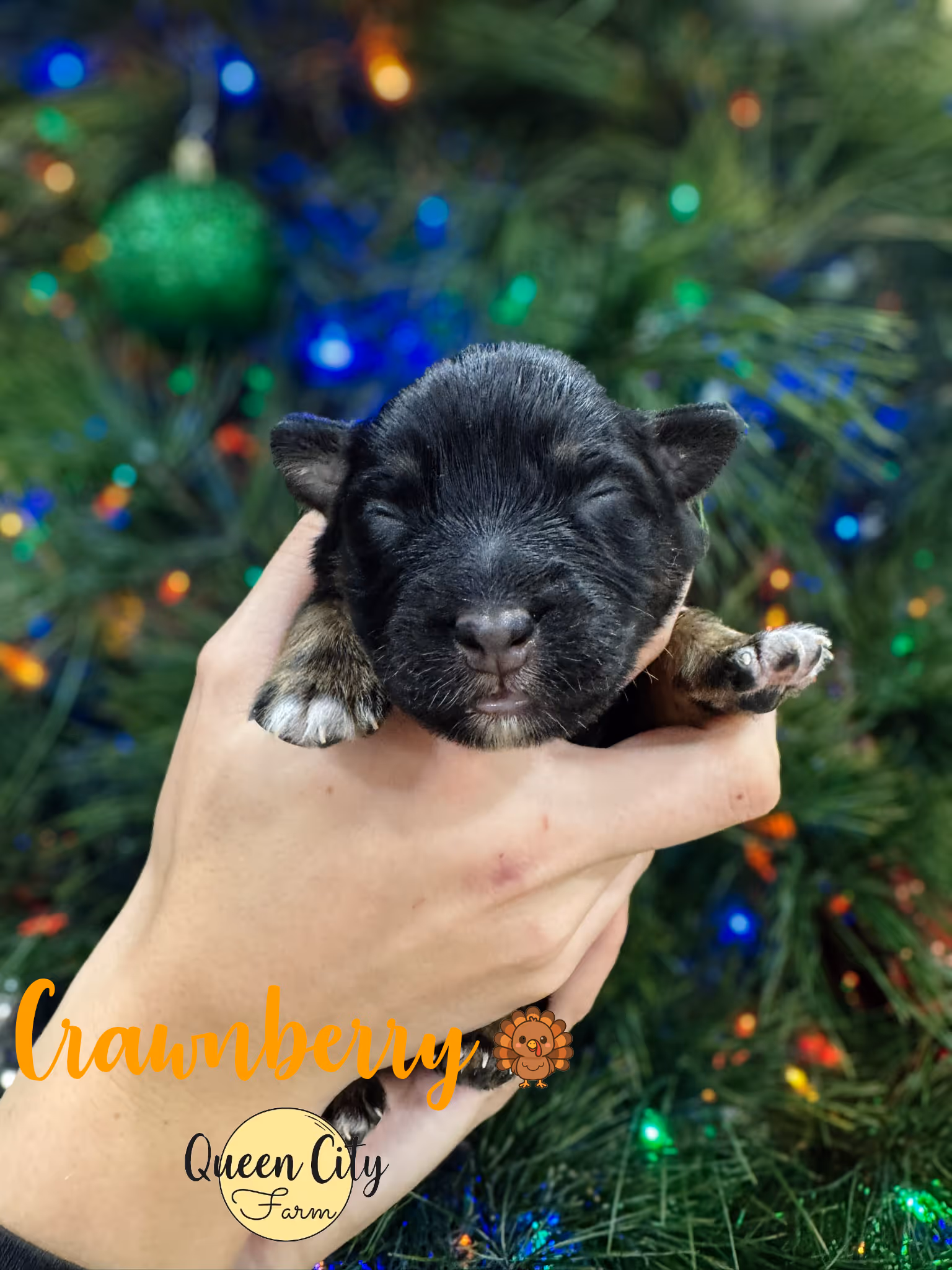 Cranberry at one week old