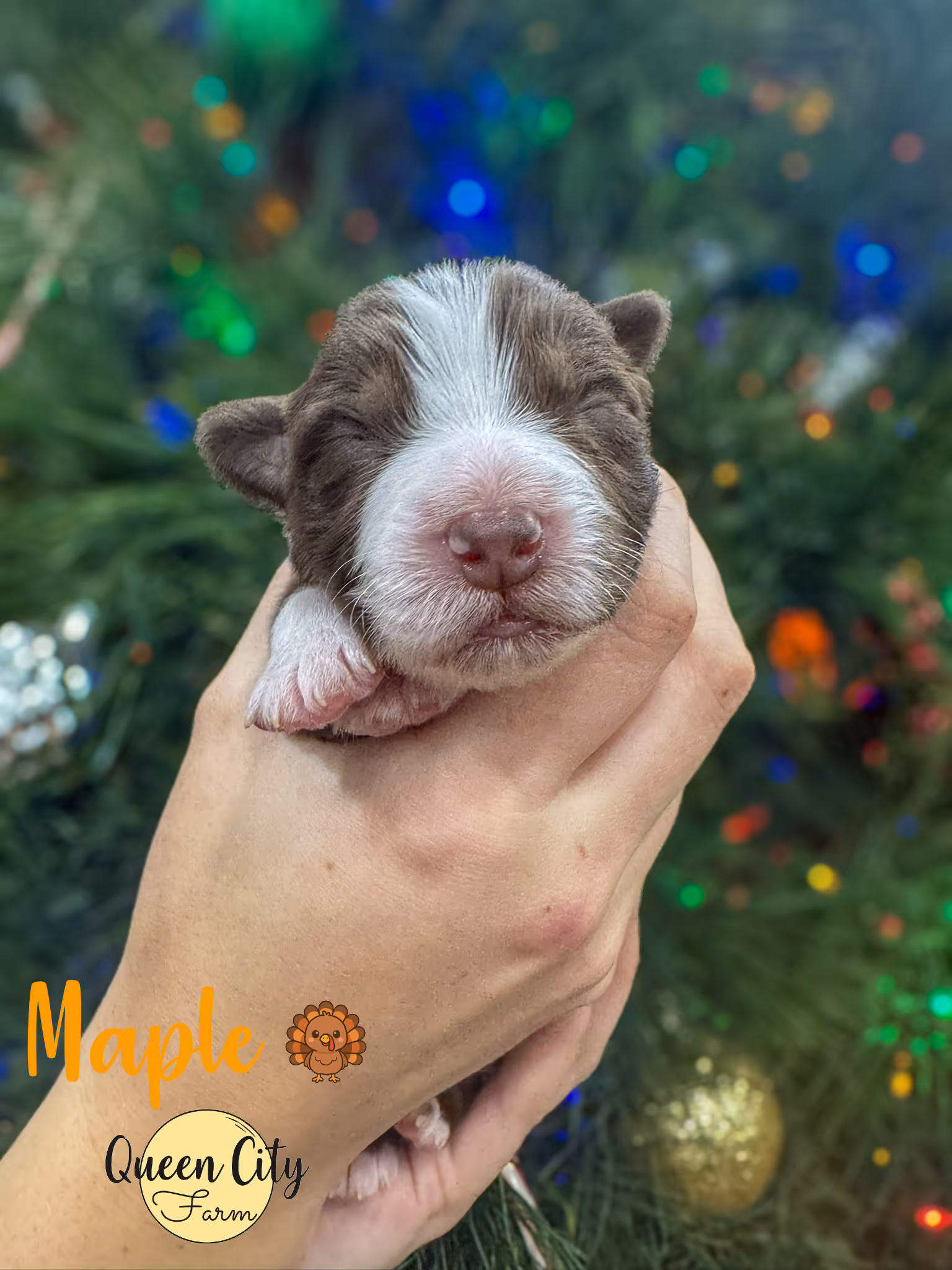 Maple at one week old