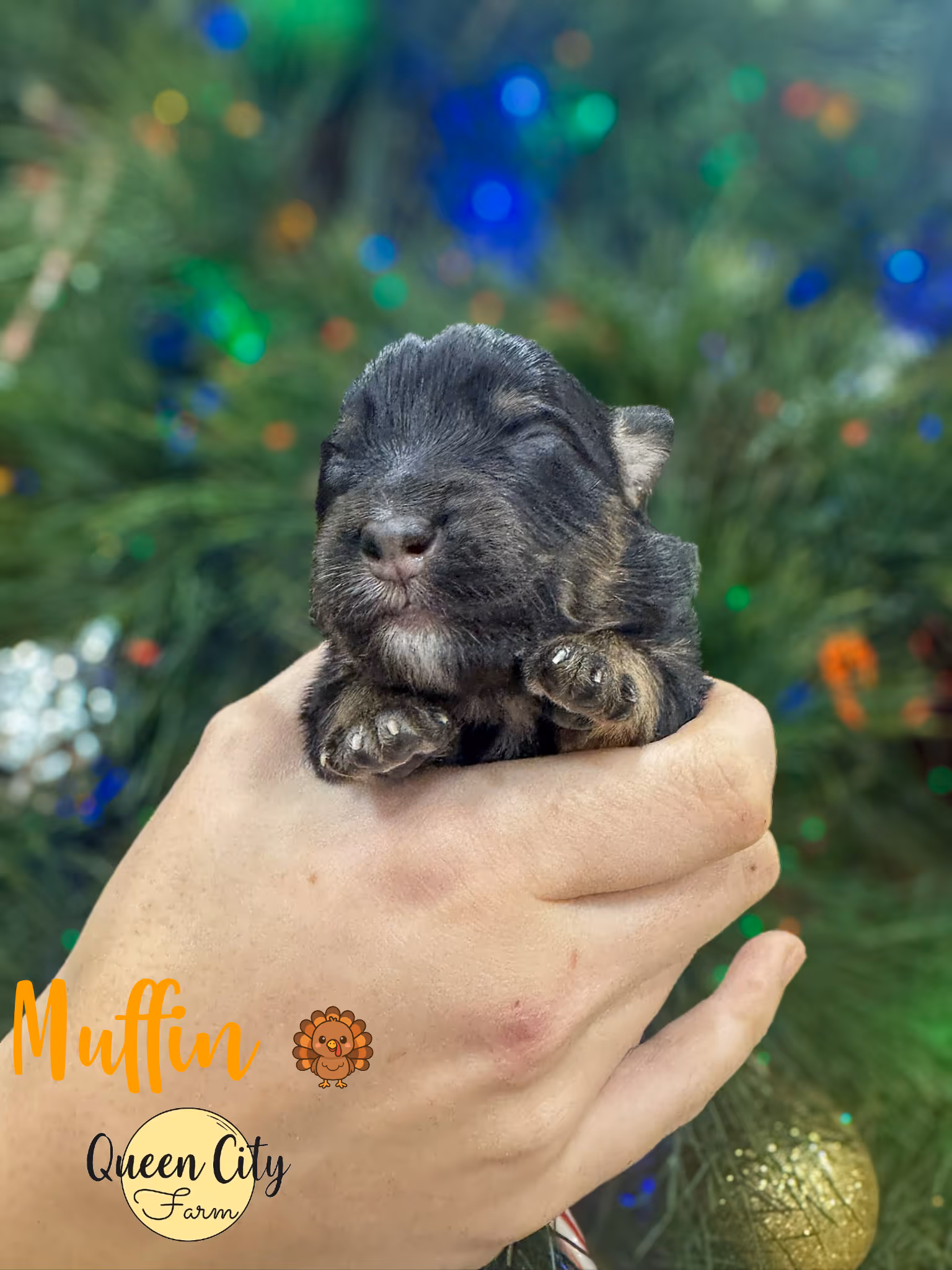 Muffin at one week old