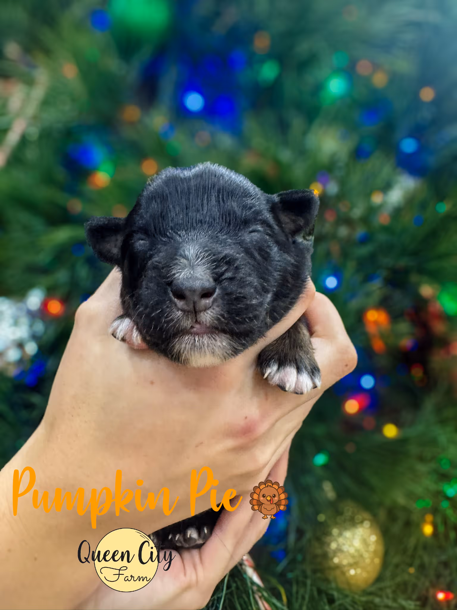 Pumpkin Pie at one week old