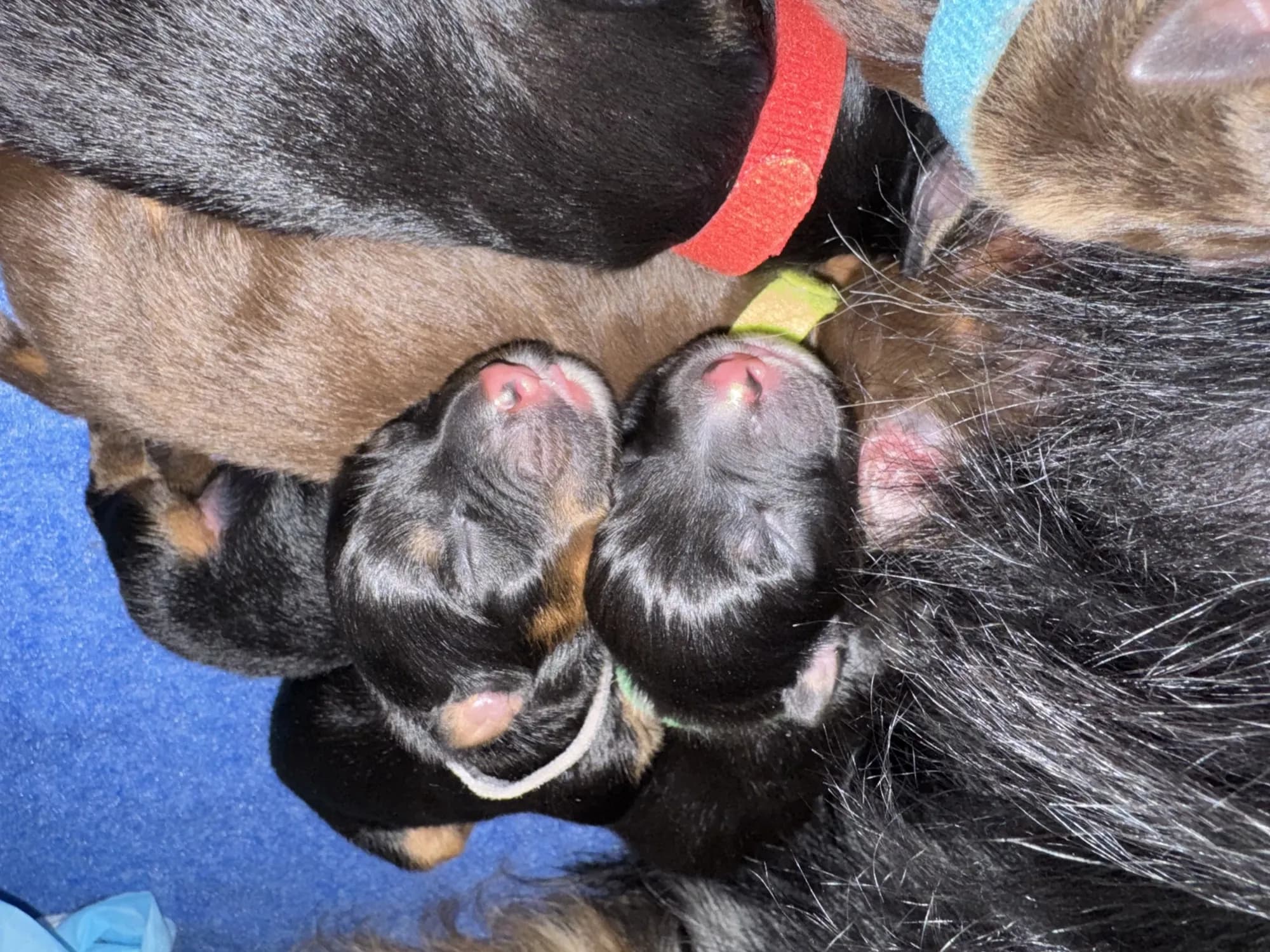 The full Thanksgiving Feast litter in their whelping box during their first week of life