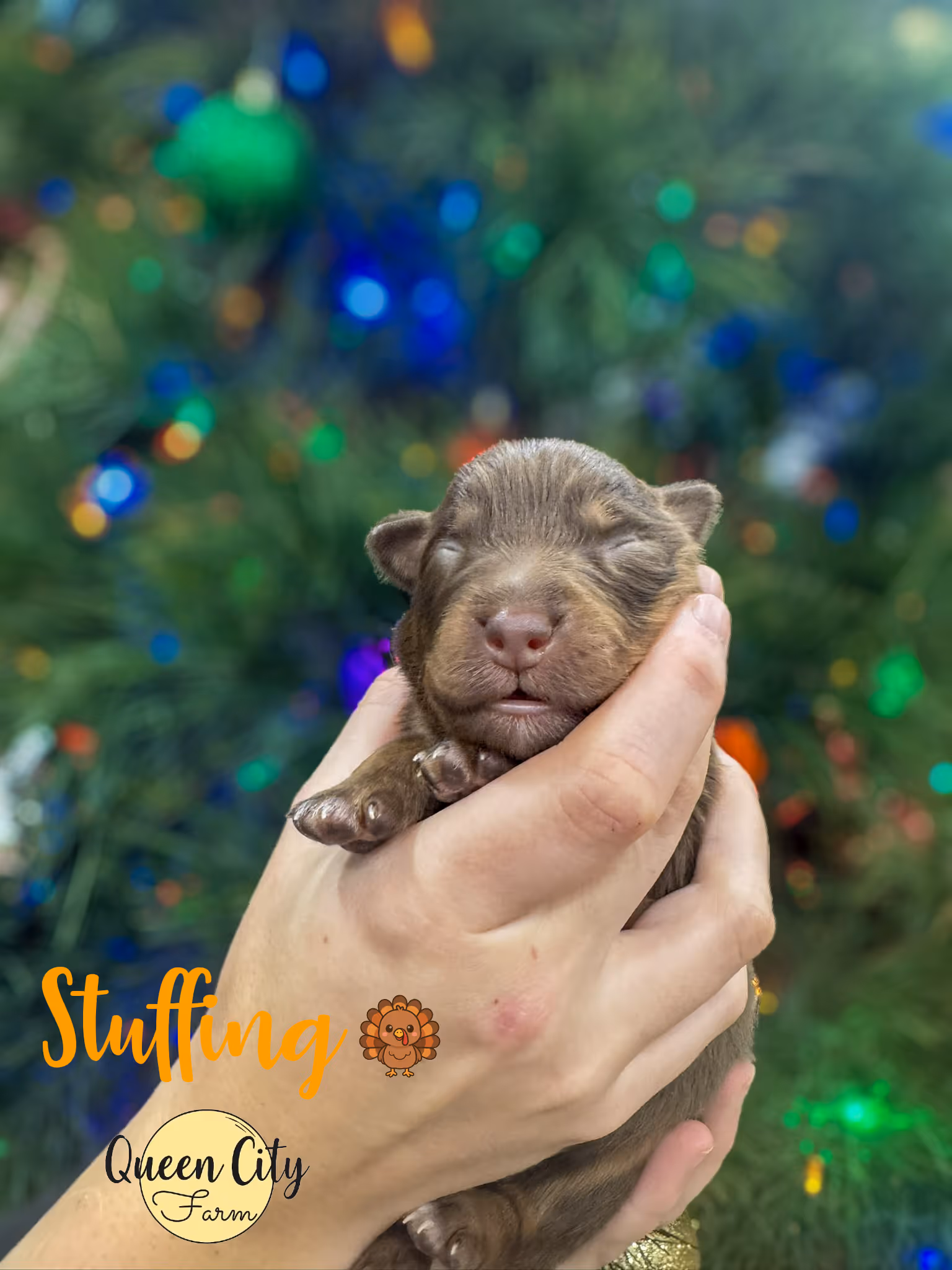 Stuffing at one week old