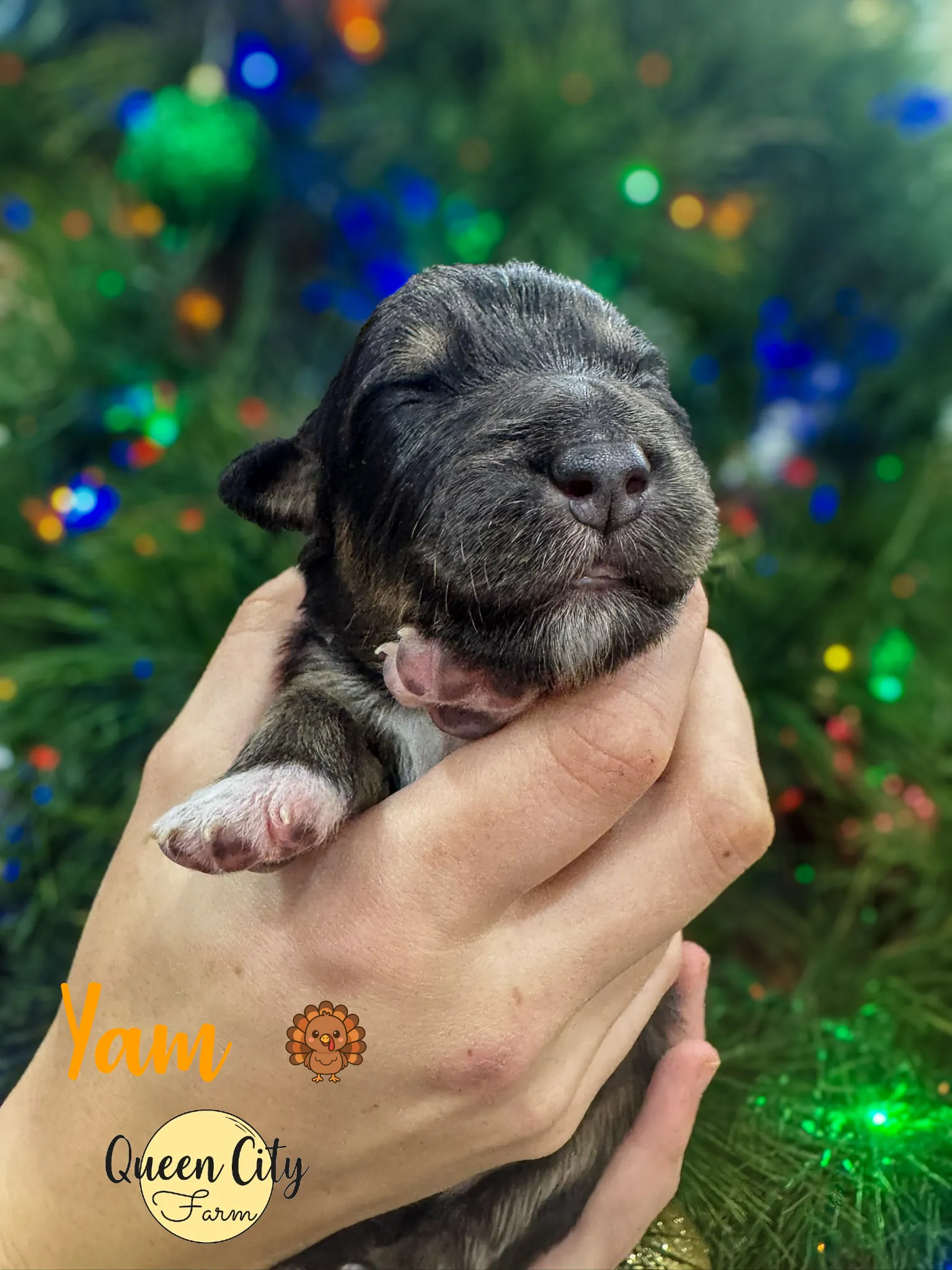 Yam at one week old