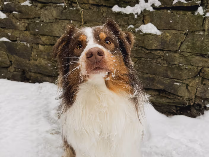 Aubrey, a well-bred Australian Shepherd with correct pigmentation and markings