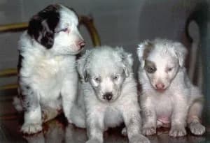 Double merle puppies showing the excessive white markings associated with homozygous merle genetics