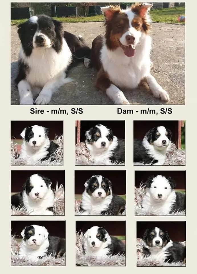 Genetics diagram showing how pigment distribution affects white markings in Australian Shepherds