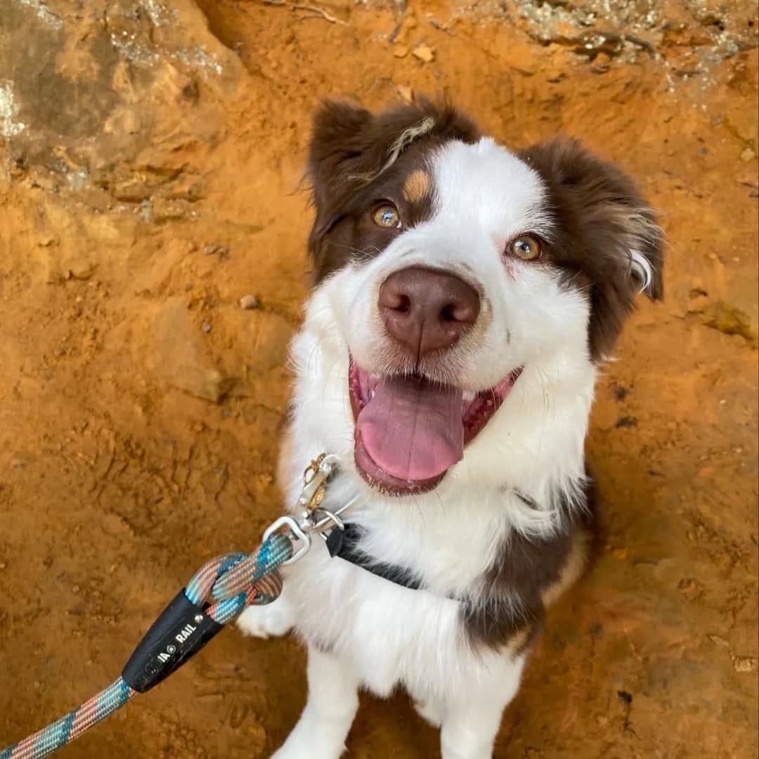 Marshal showing extended white markings on his head, a real-world example of excess white in an Australian Shepherd