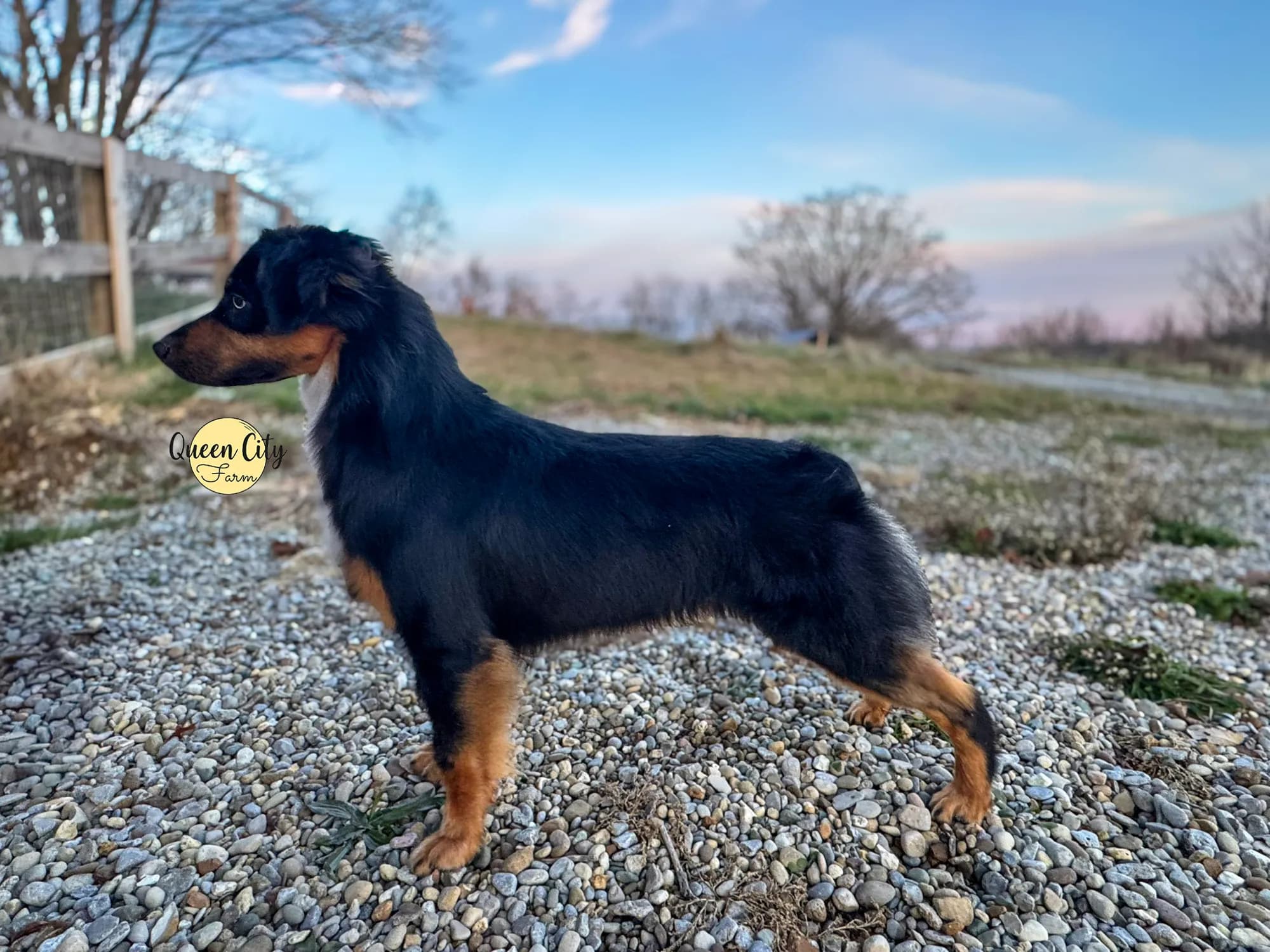 Stella showing correct white markings with a balanced blaze and no excess white on the head