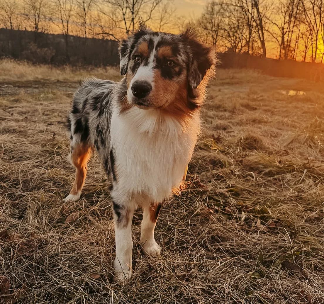 Banjo settling into life at Queen City Farm