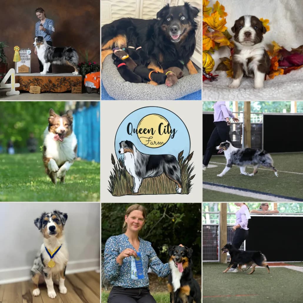 A Year of Milestones at Queen City Farm: Our 2025 Recap