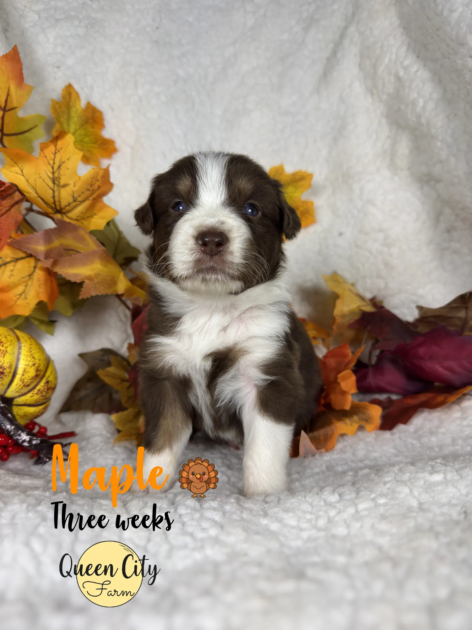 Maple posing for the camera, one of nine puppies in our Thanksgiving litter