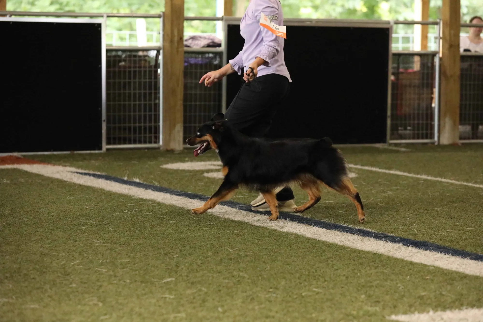 Kylea walking Stella in the conformation ring