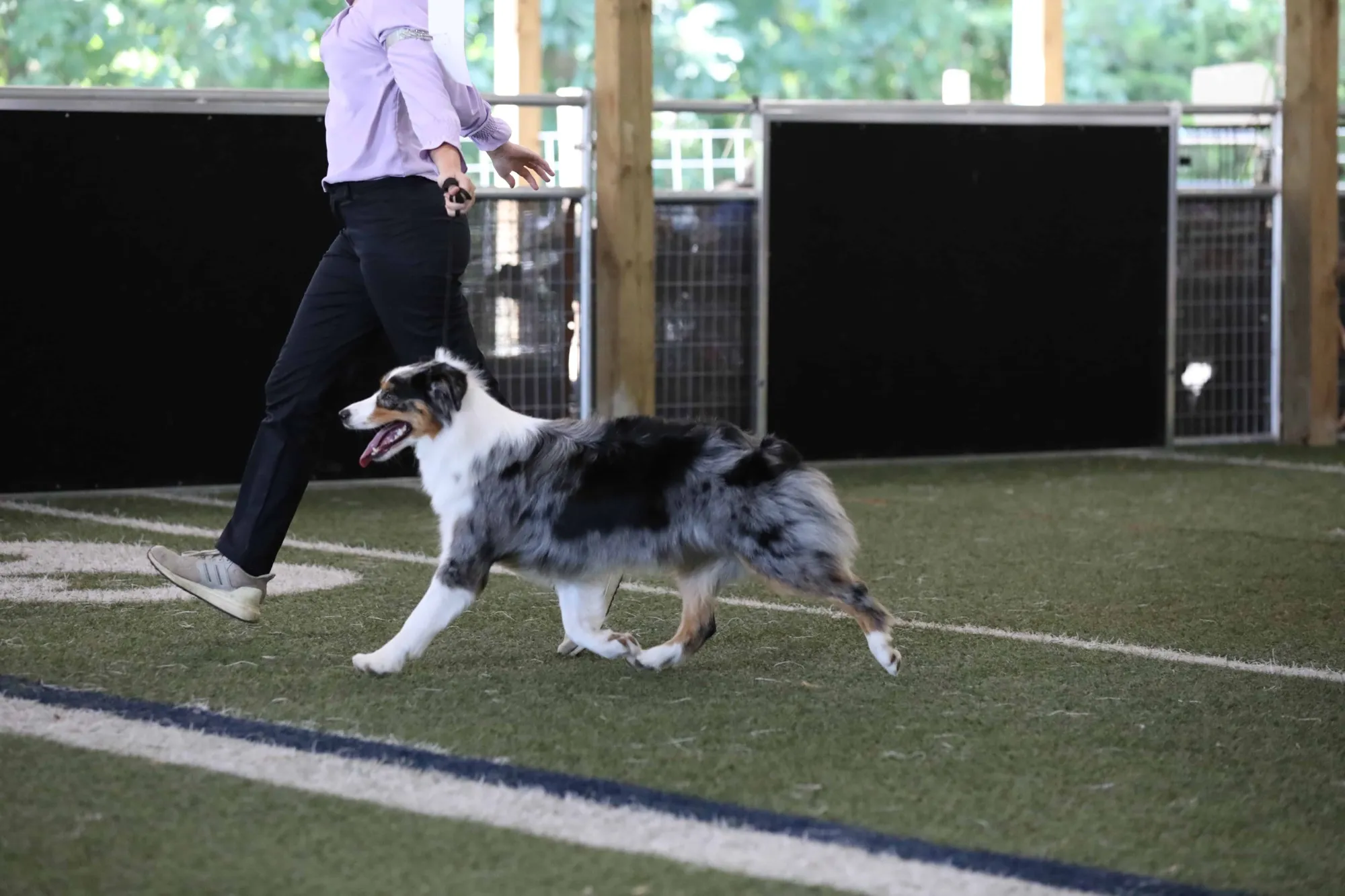 Kylea showing an Australian Shepherd on an indoor turf field